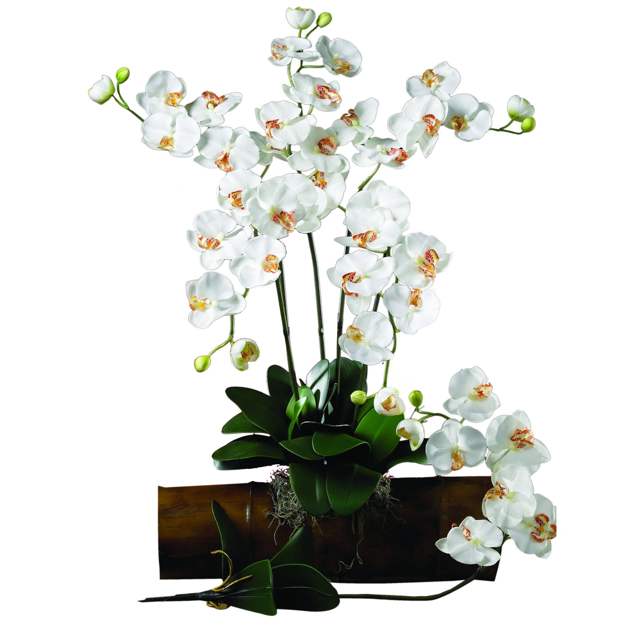 White Moth Orchid Stem, 12ct.