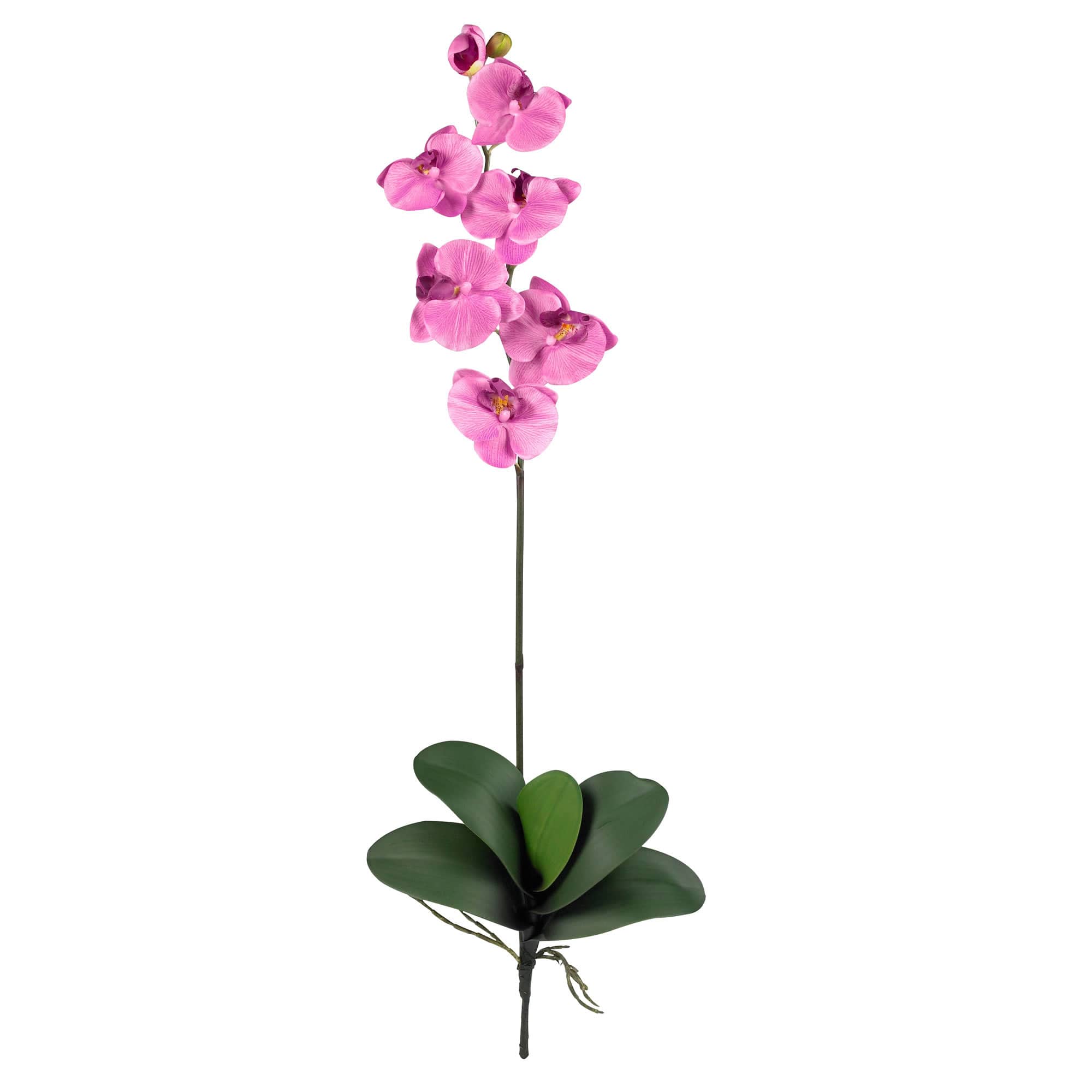 Mauve Moth Orchid Stem, 6ct.