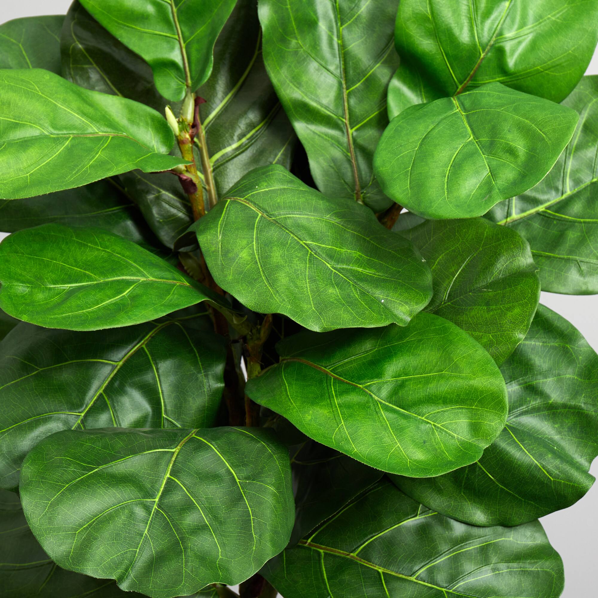 5.5ft. Fiddle Leaf Tree in White Tower Planter