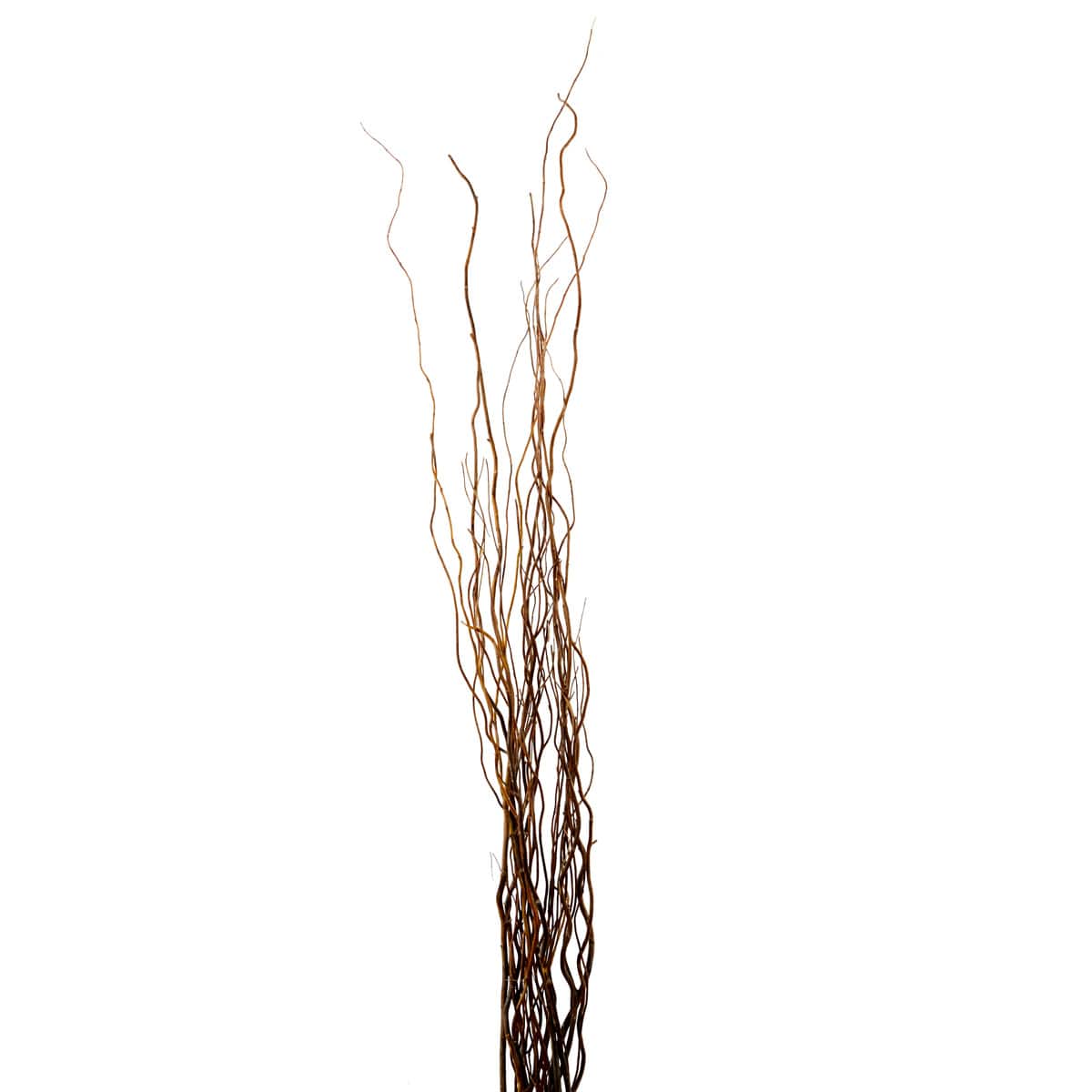 Natural Curly Willow by Ashland®