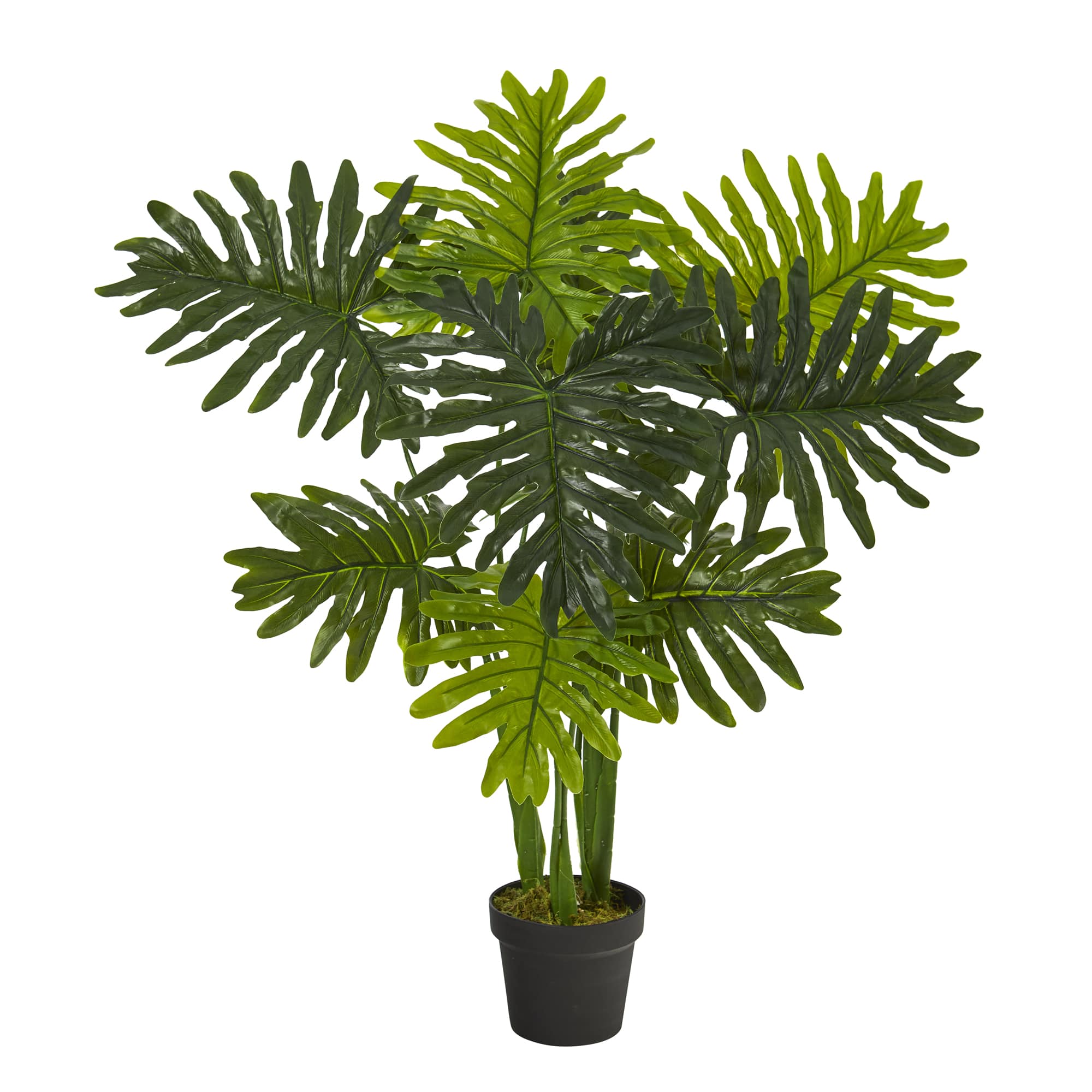 3.5ft. Potted Philodendron Plant