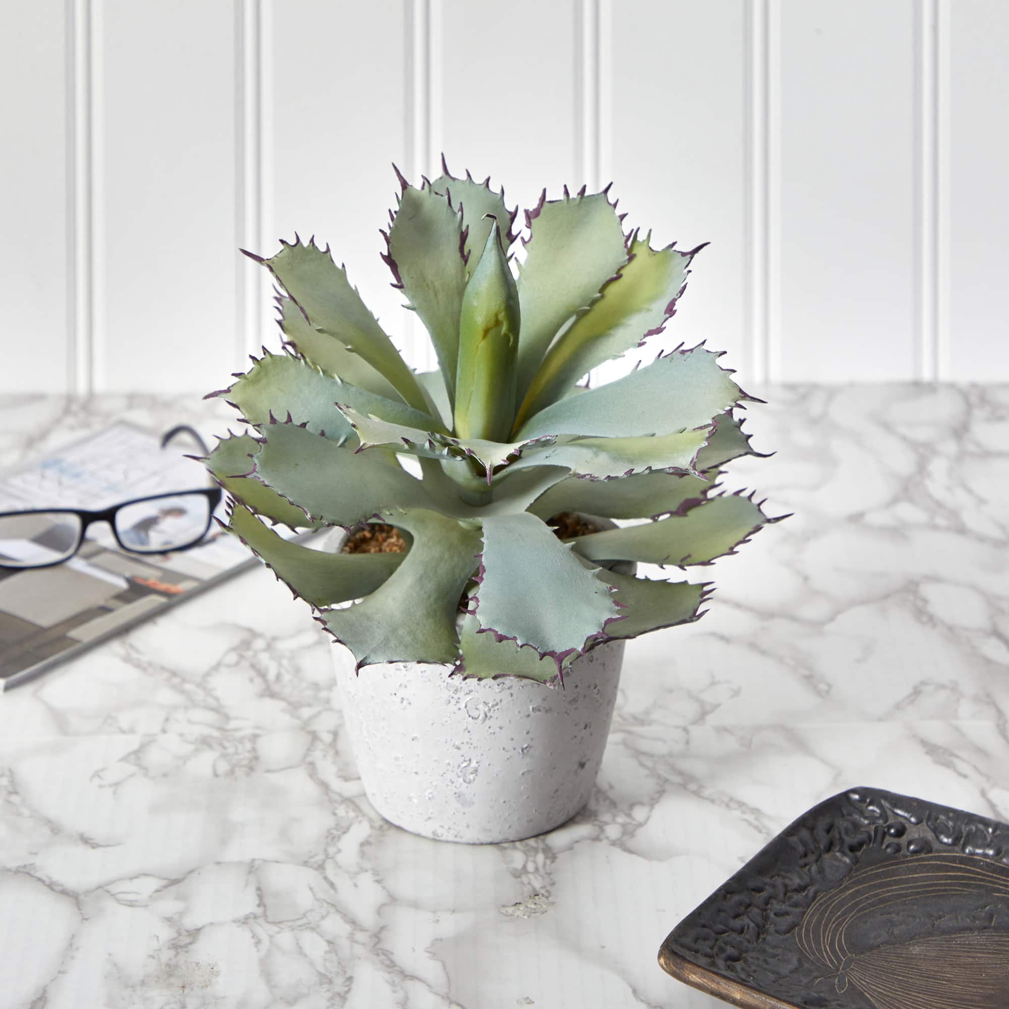 11" Potted Succulent Plant
