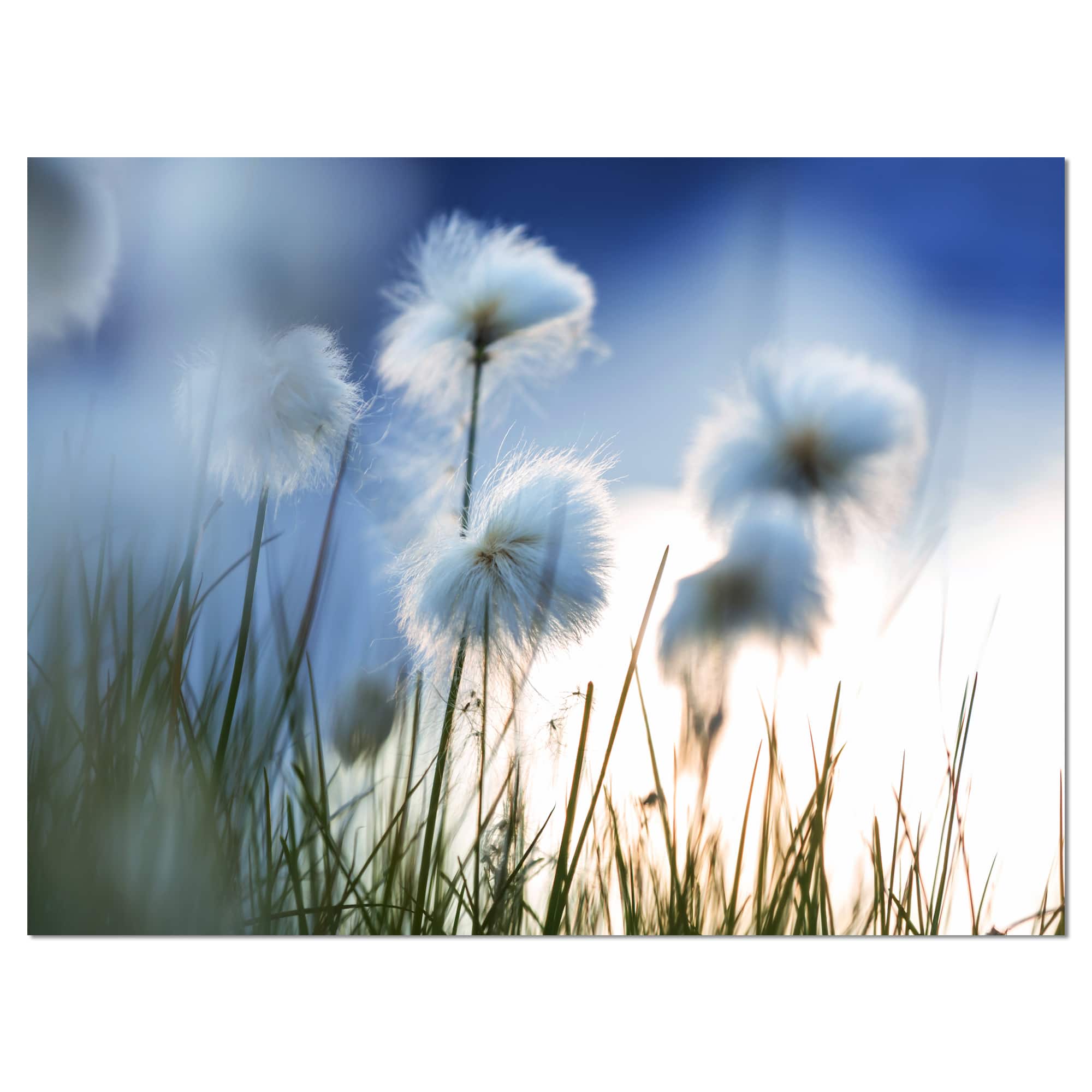 Designart - Beautiful Polar White Flowers