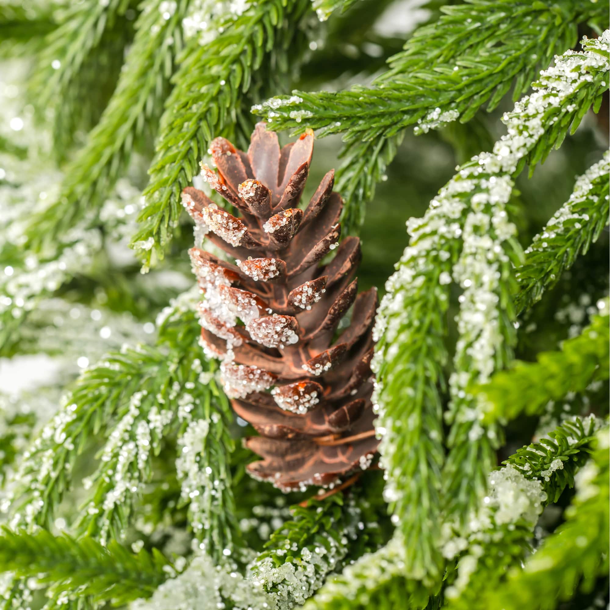 Glitzhome® 3ft. Unlit Frosted Norfolk Pine with Pinecones Artificial Christmas Porch Tree