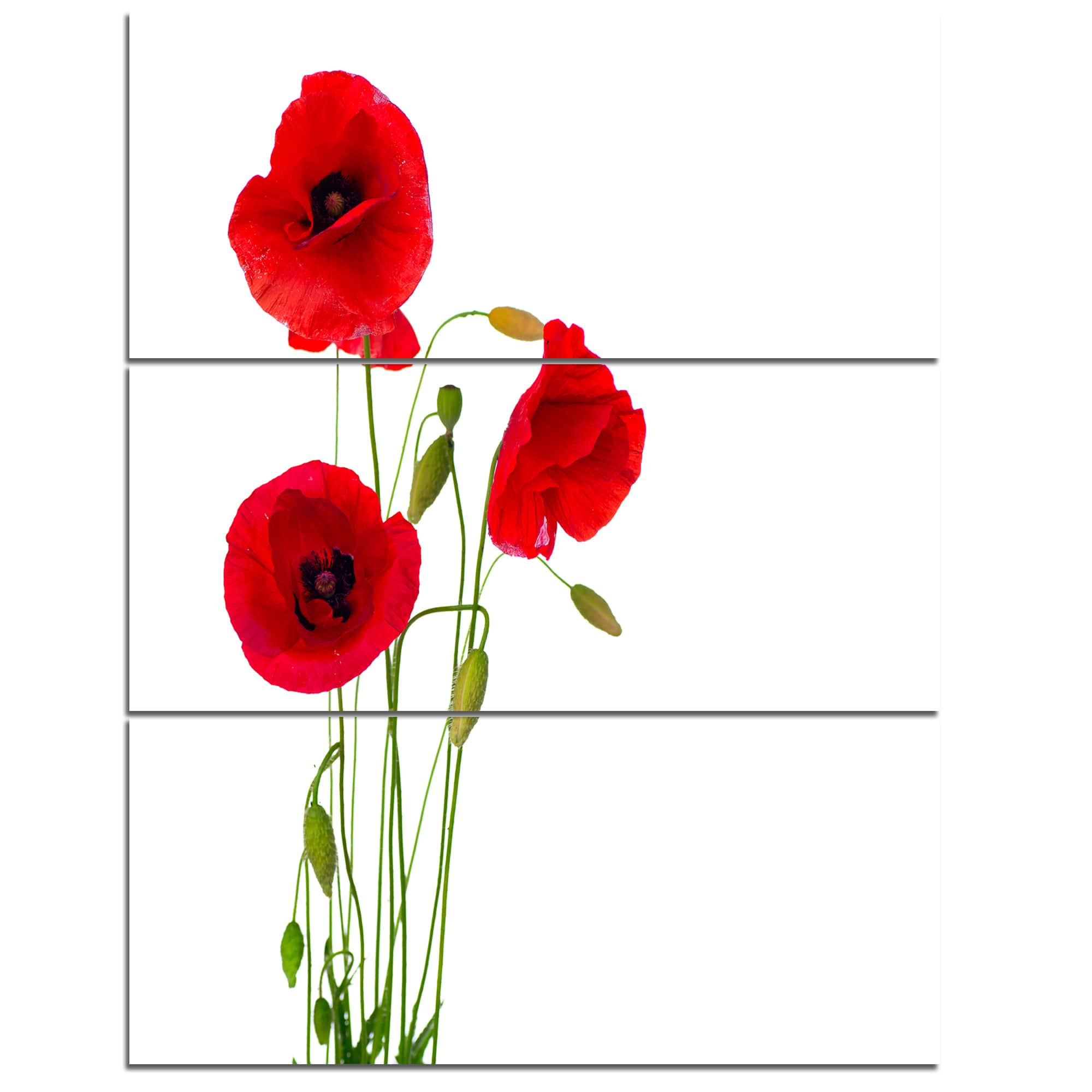 Designart - Isolated Red Poppy Flowers - Floral Canvas Art Print