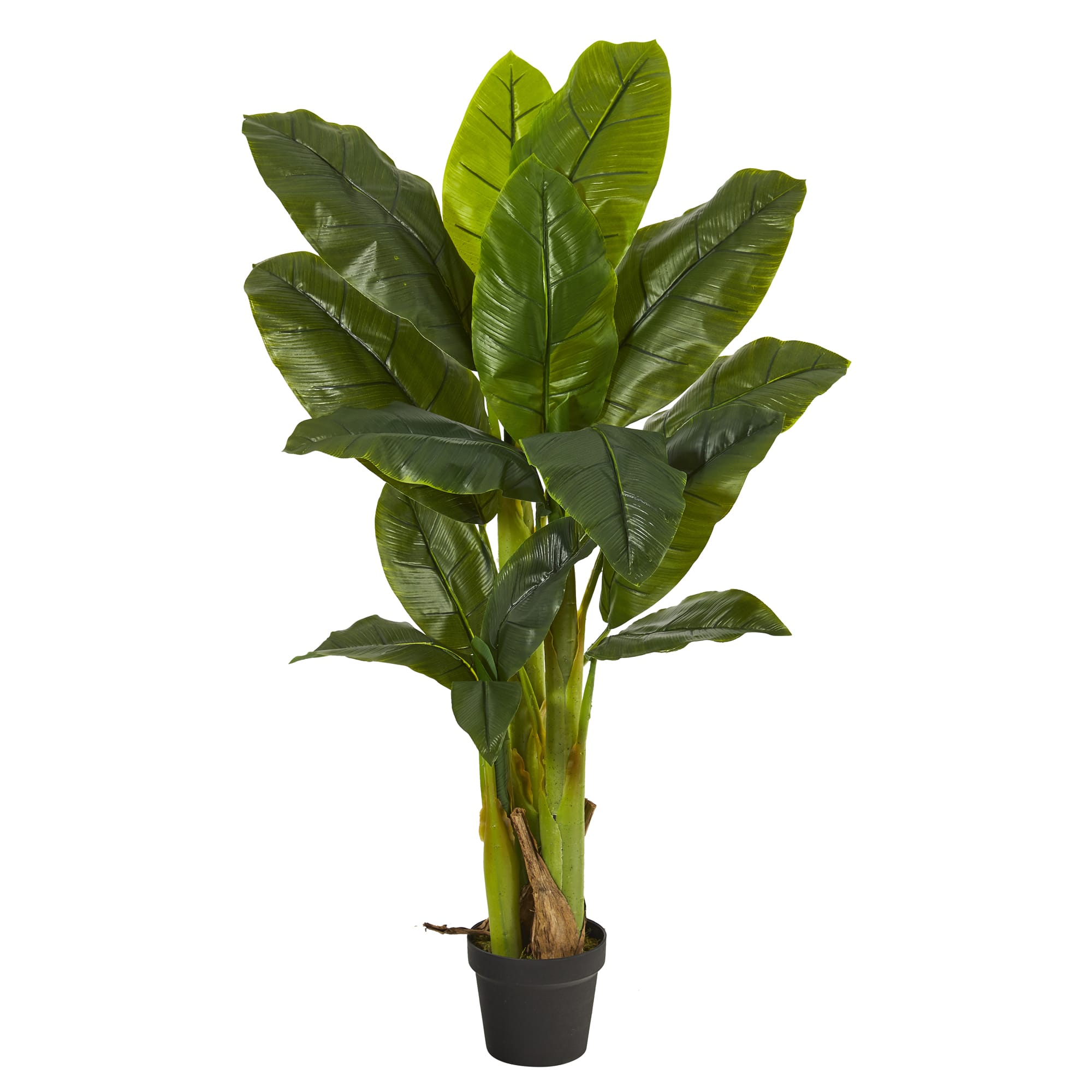 4ft. Potted Triple Stalk Banana Tree