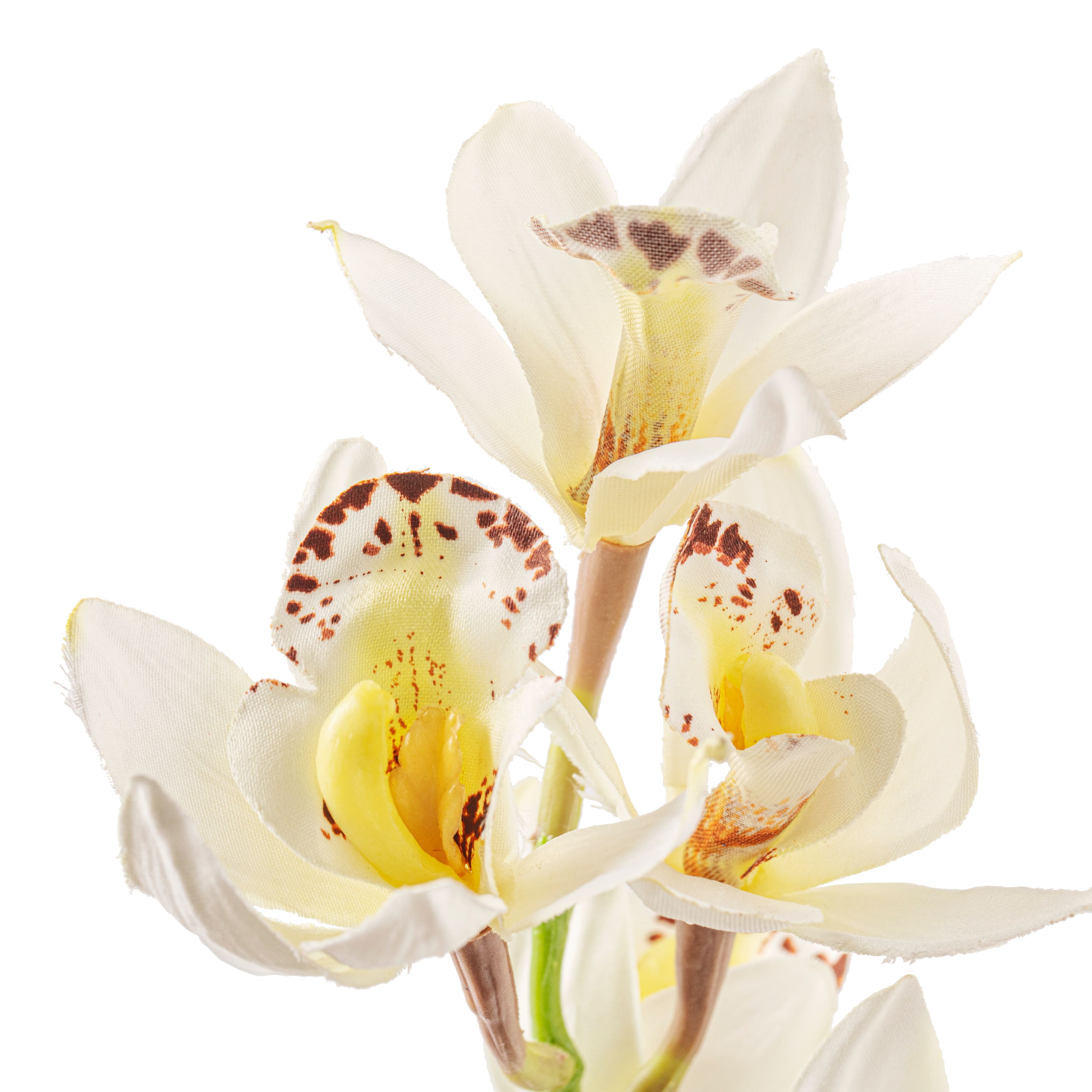 Tropical Cymbidium Stem by Ashland