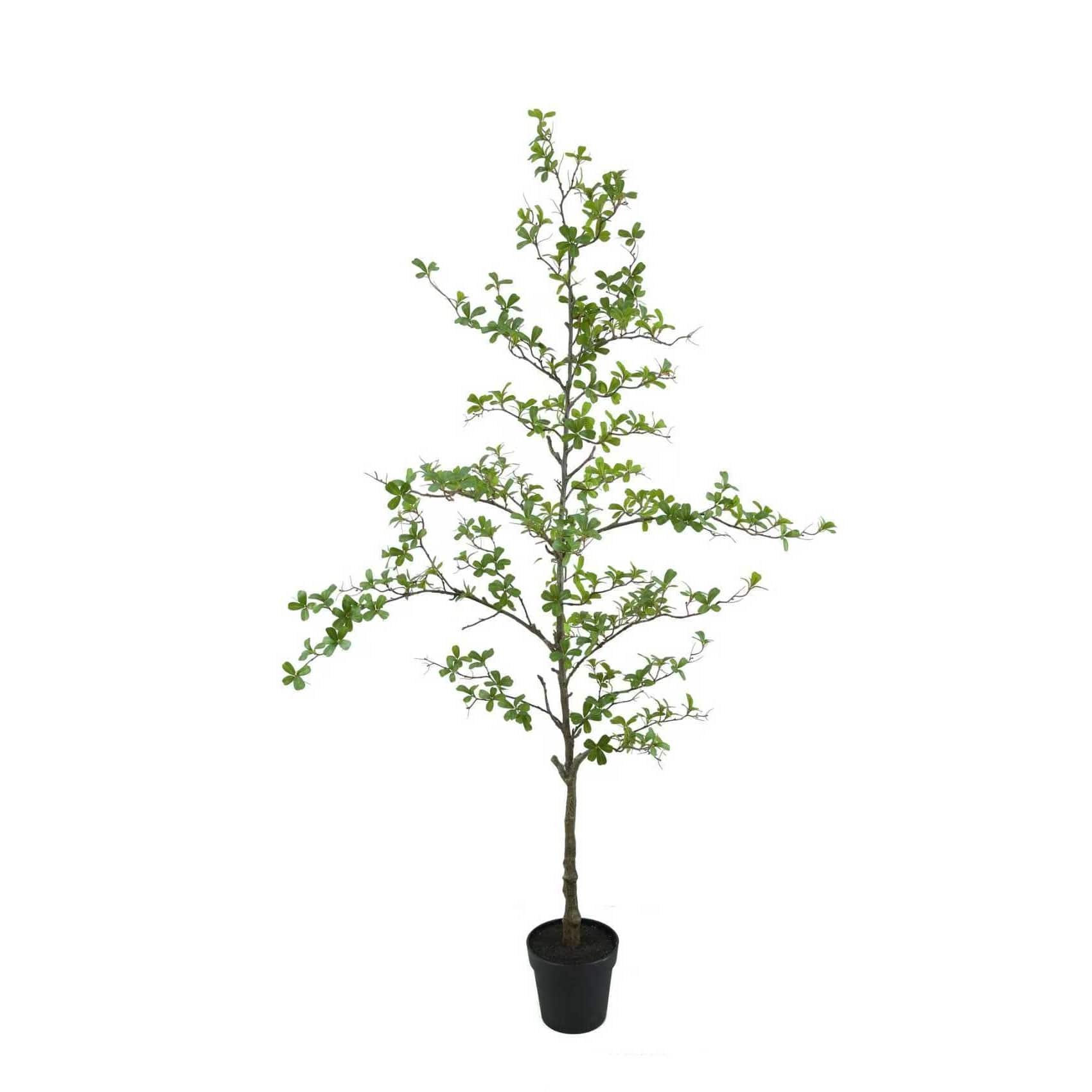 6ft. Potted Shady Lady Tree by Ashland® | Michaels