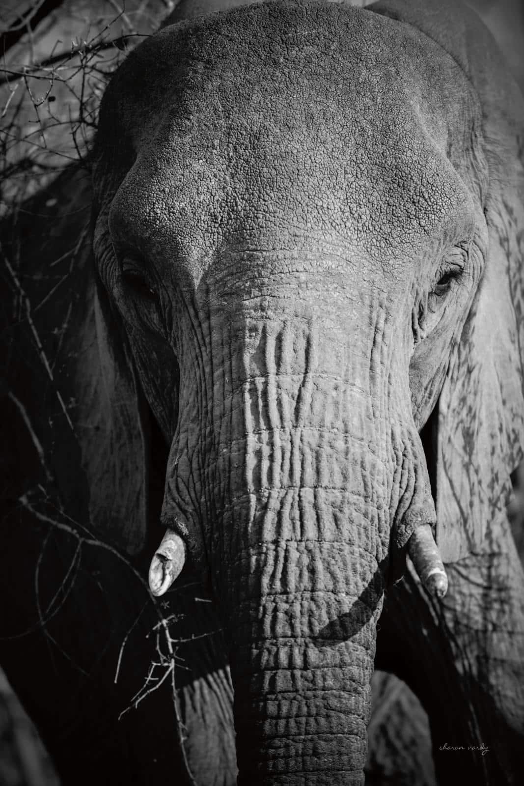 Close Up Elephant