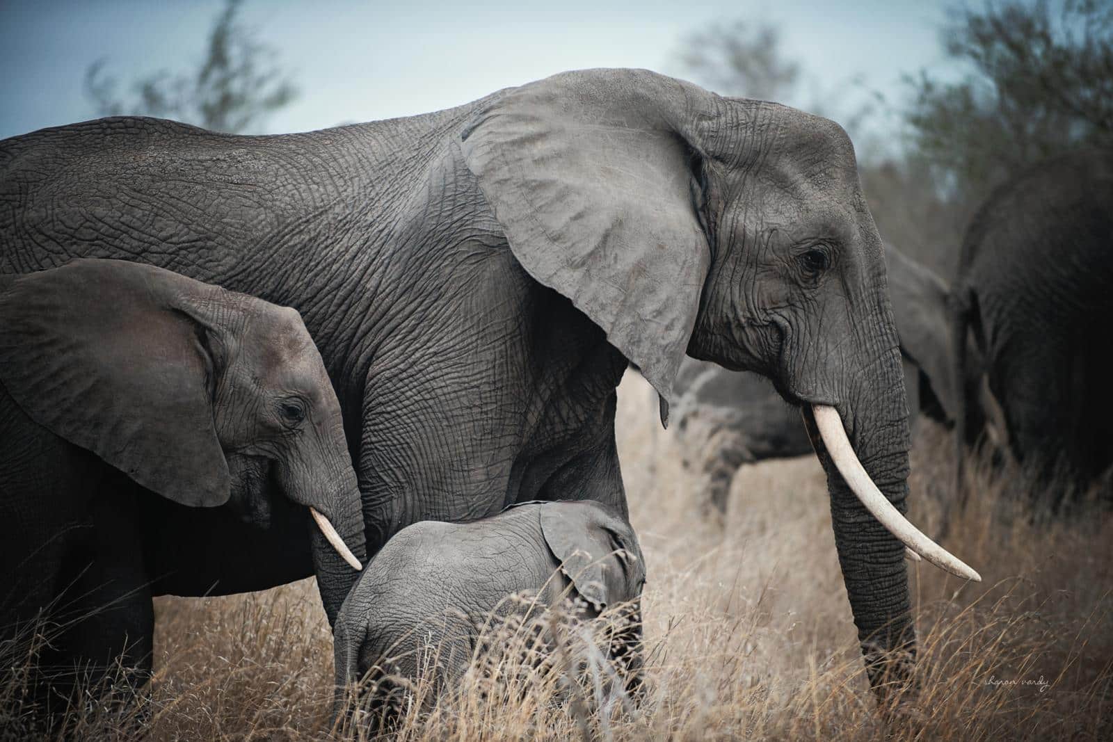 Ellie Family