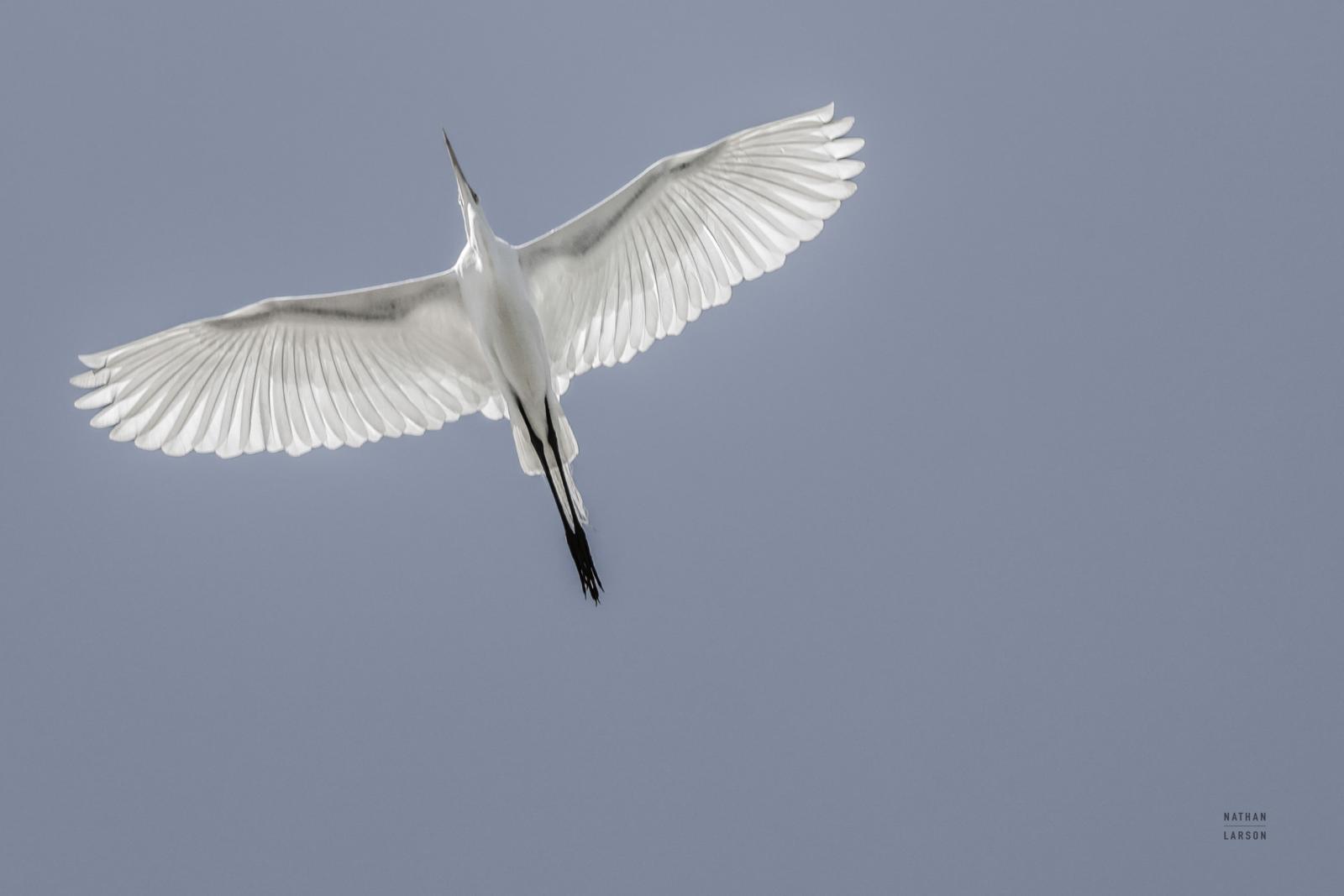 Wing Light