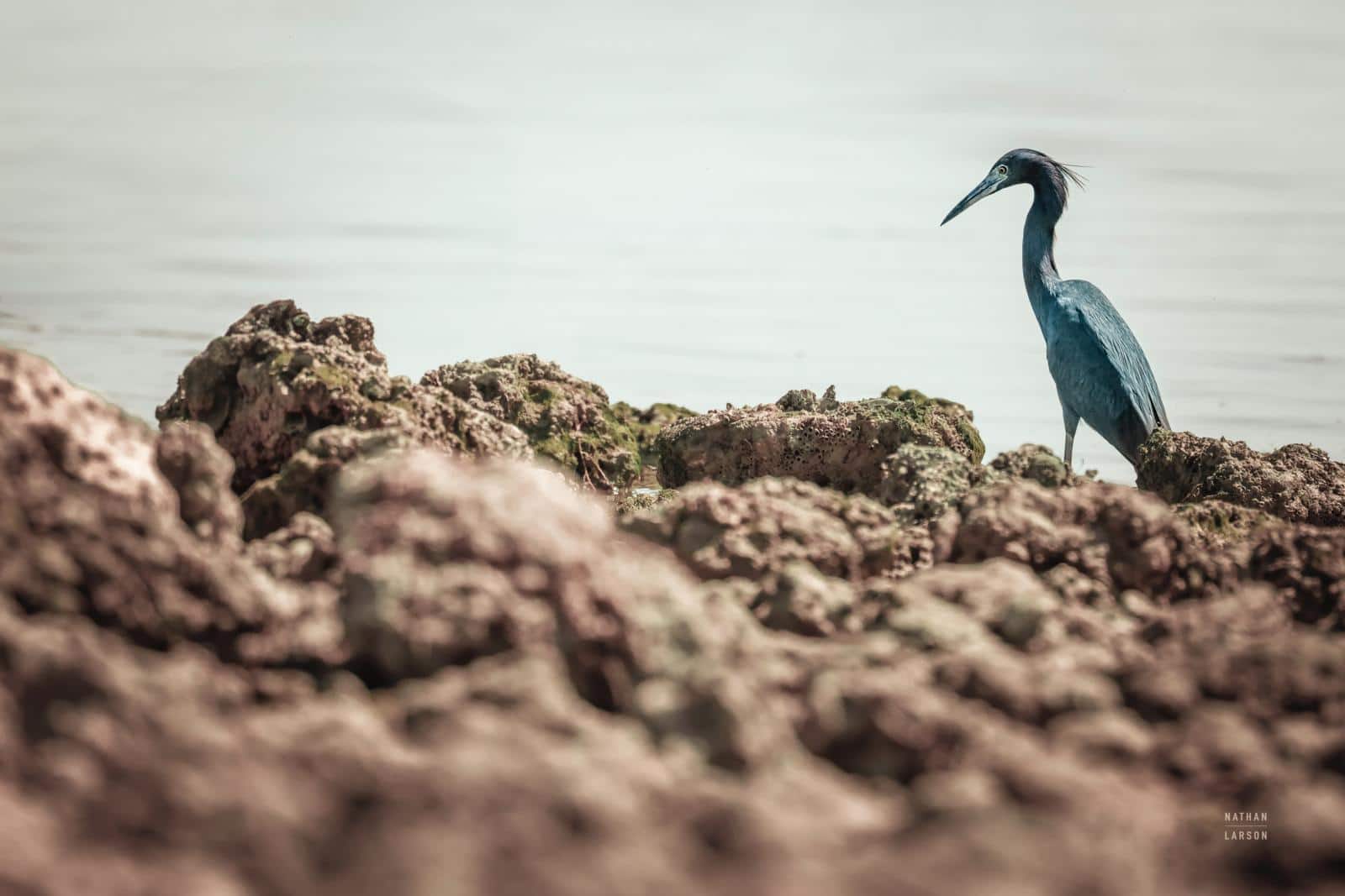 Little Blue Heron Hunting