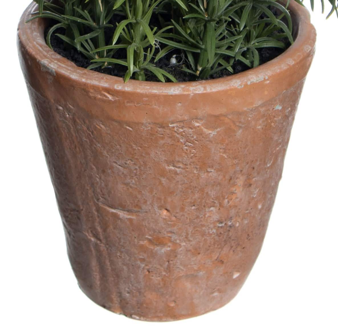 19" Rosemary in Terra Cotta Pot by Ashland®