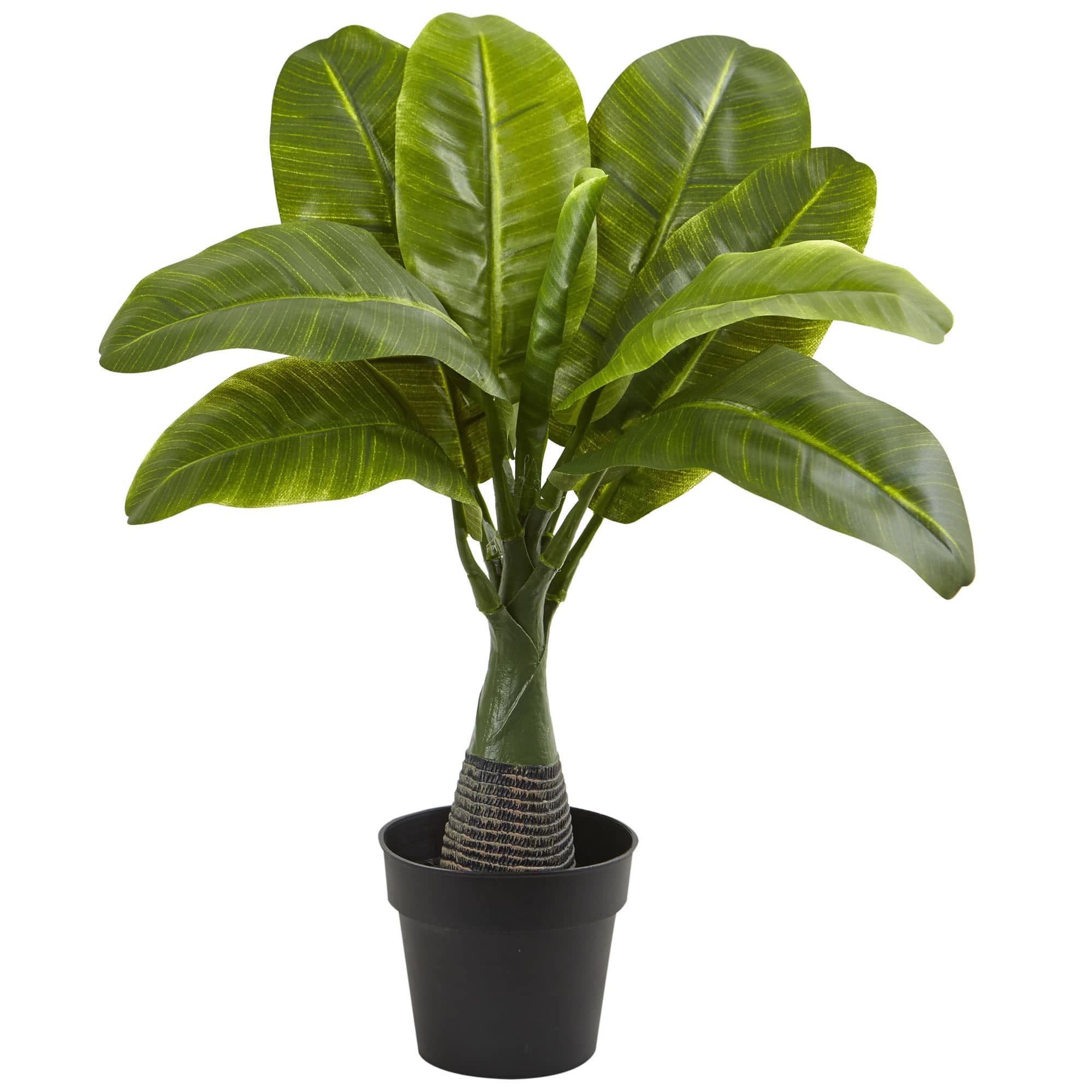 16" Potted Mini Banana Plant