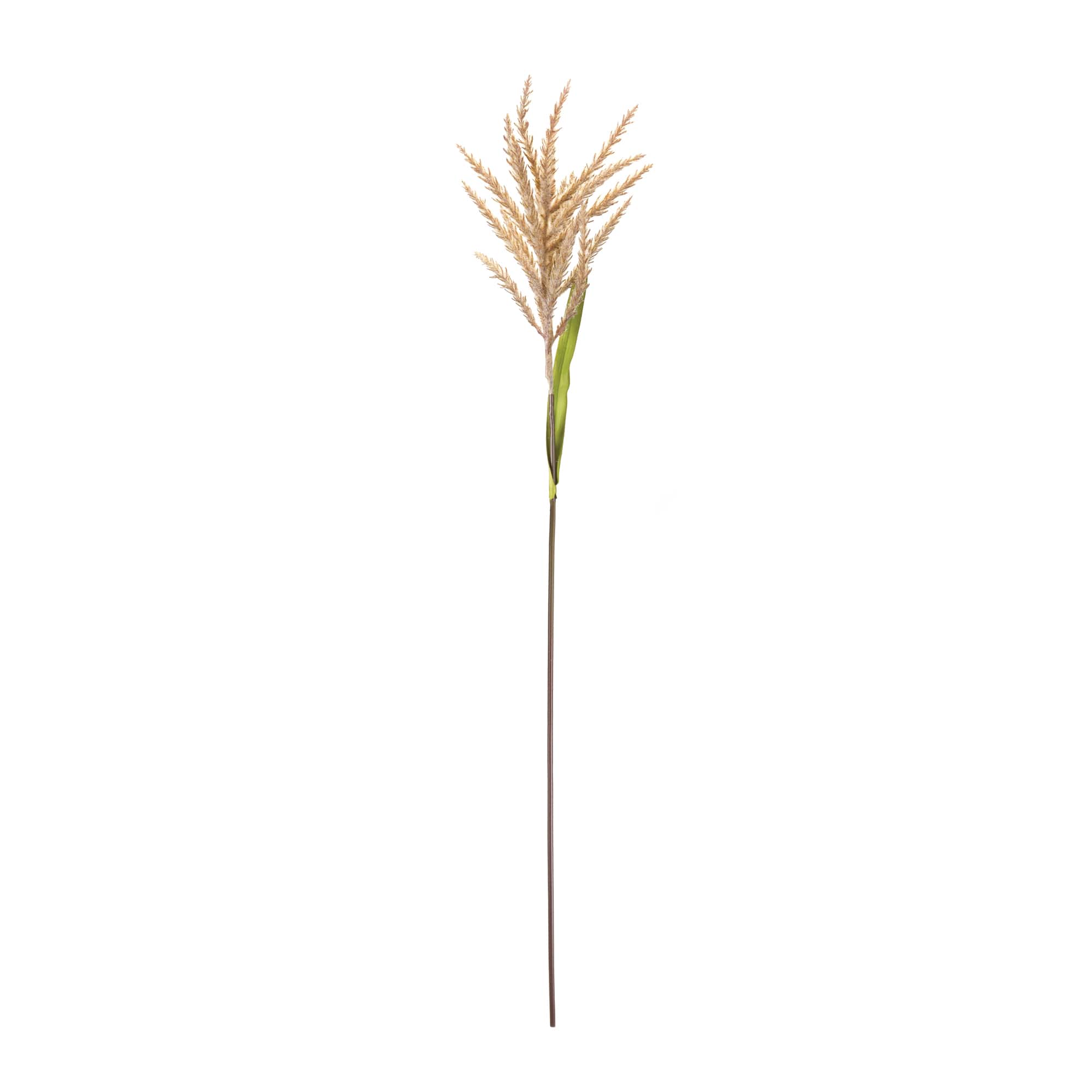34" Brown Astilbe Stems, 12ct.
