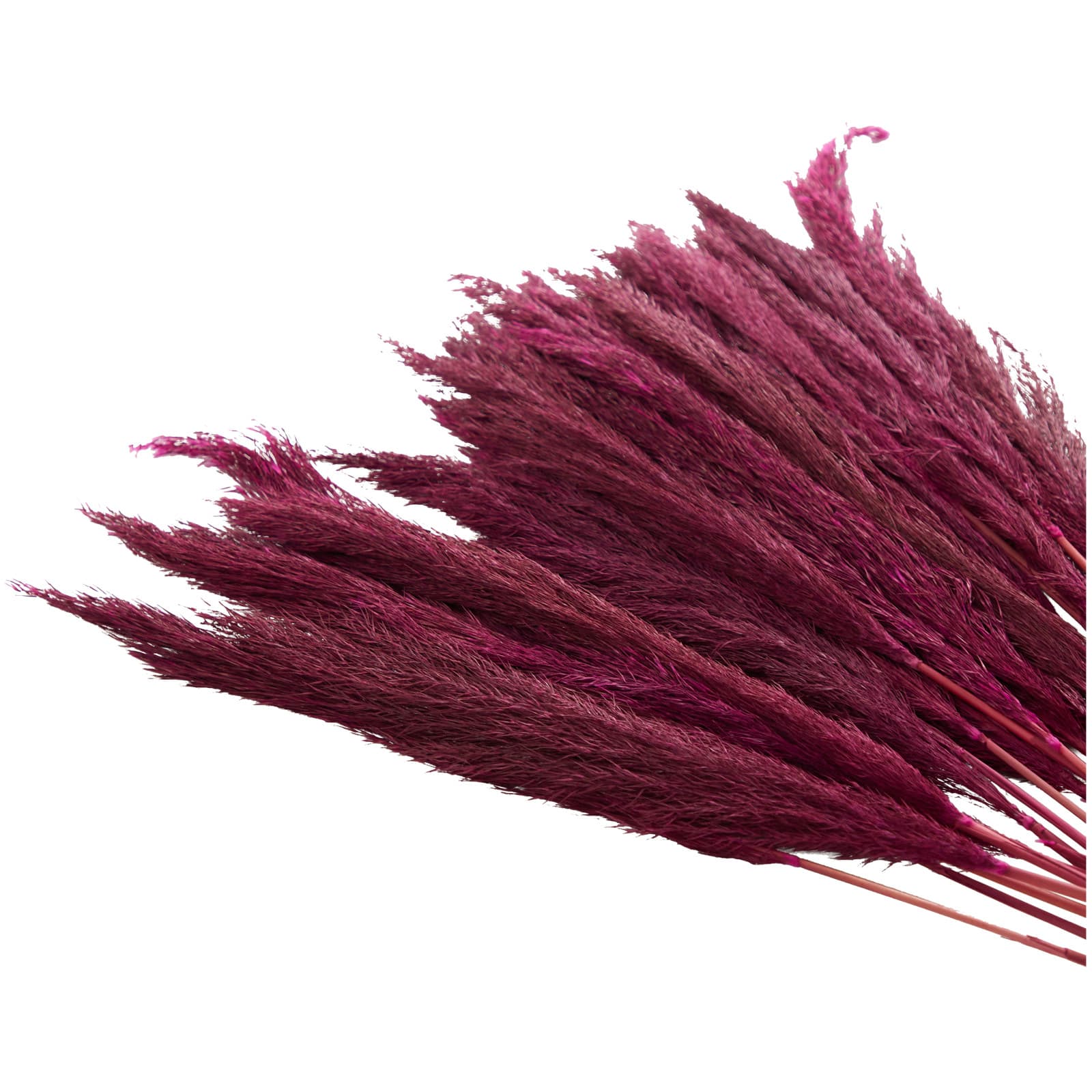 Dried Plant Bamboo Natural Foliage with Long Stems