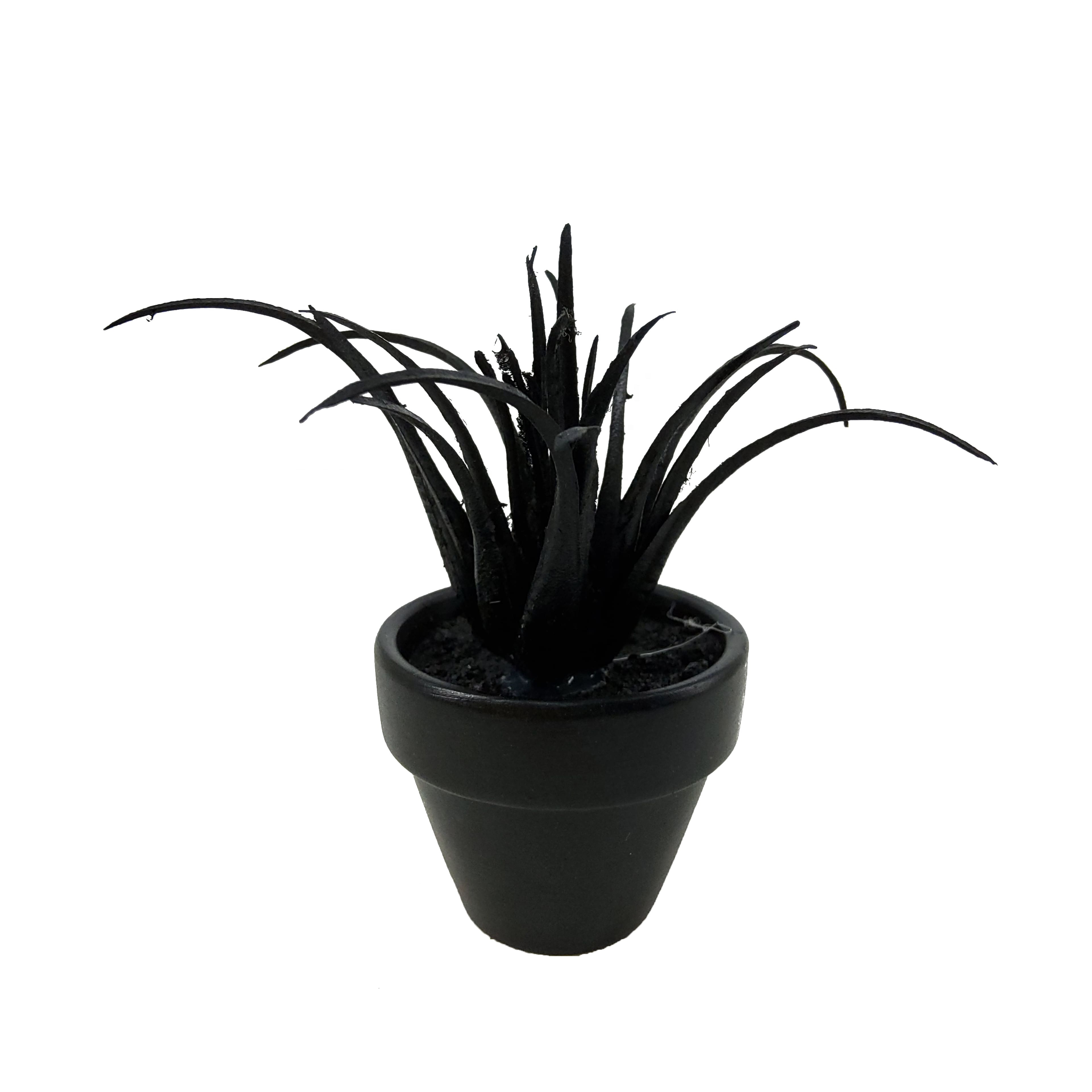 Assorted Mini Black Potted Succulent, 1pc. by Ashland®