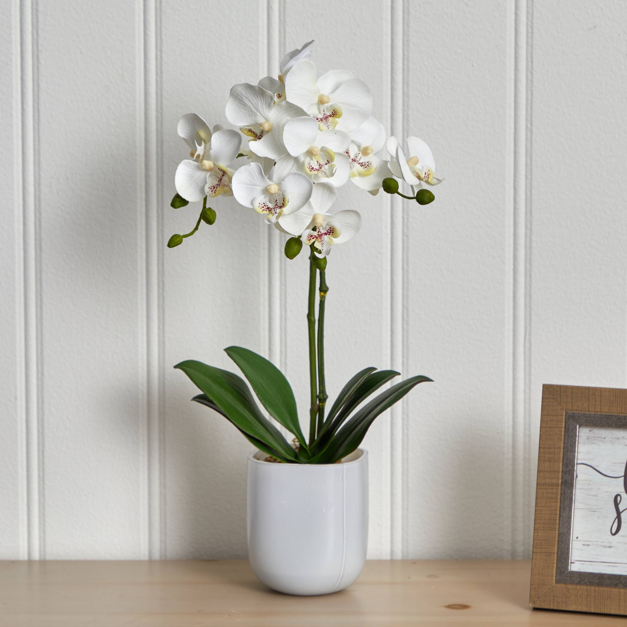 18.5" Moth Orchid in Frosted Glass