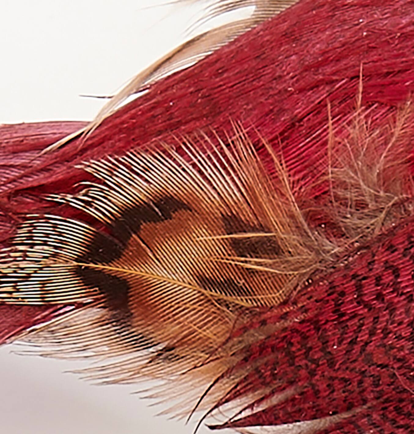 4.5" Burgundy Feathered Bird with Metal Clips, 6ct.
