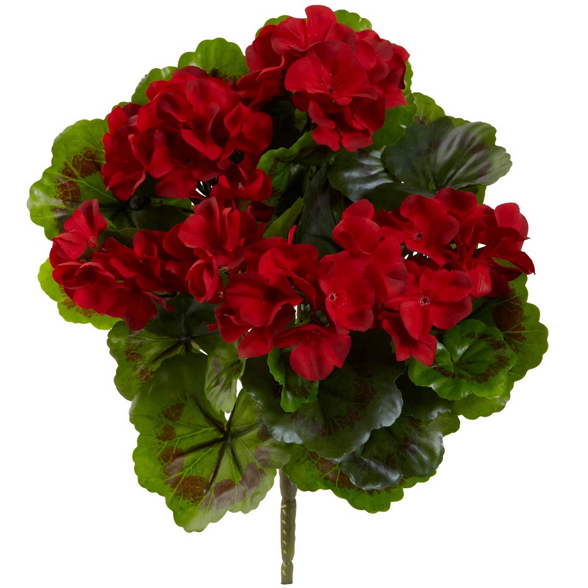 Red Geranium Bush, 4ct.