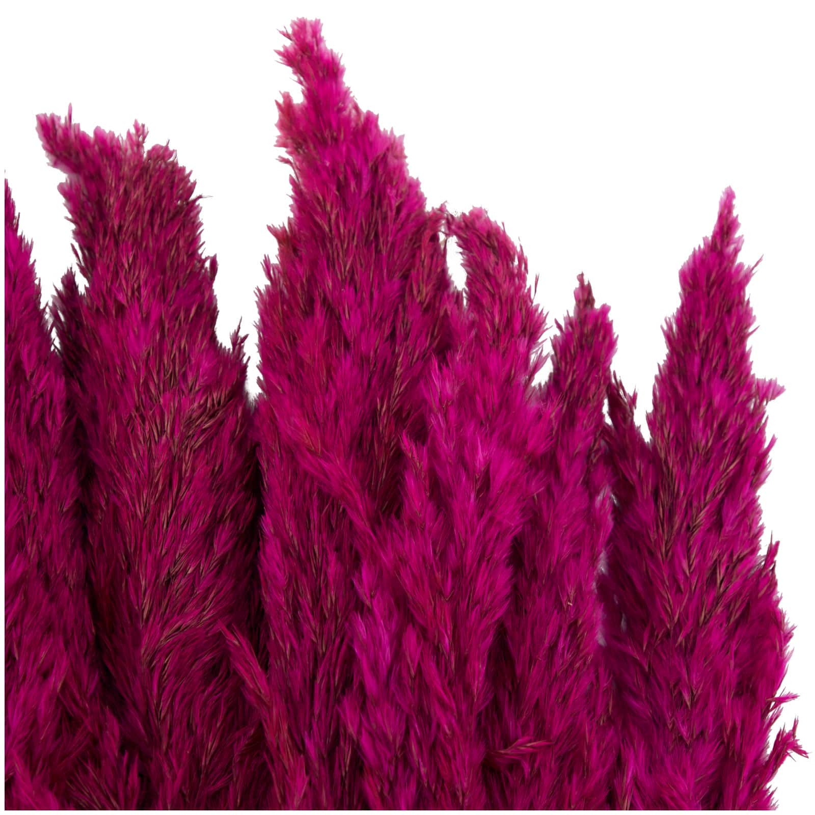 Dried Plant Pampas Natural Foliage with Long Stems
