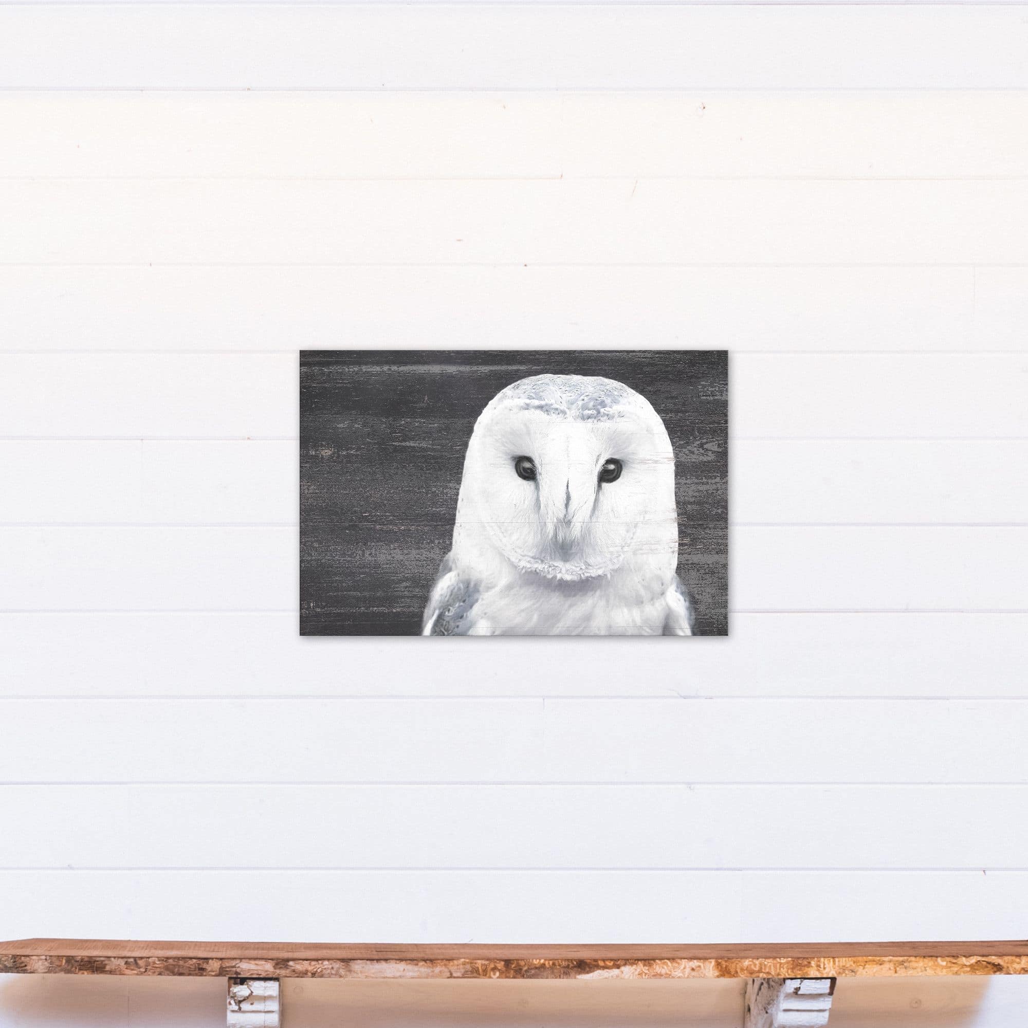 Slate Barn Owl 20" x 30" Canvas Wall Art