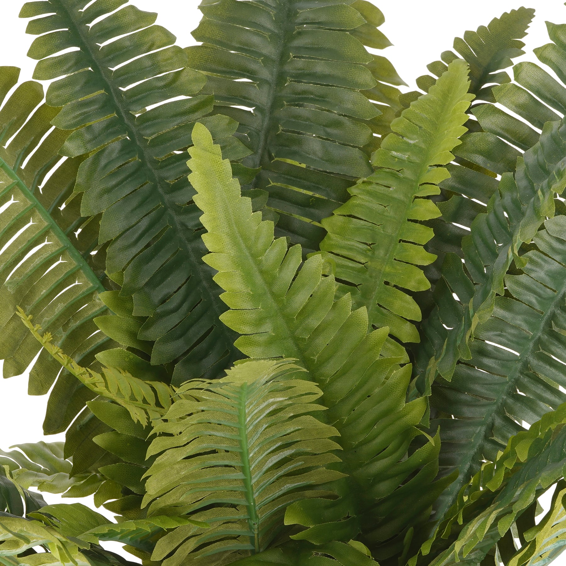 Pack: Boston Fern Bush by Ashland