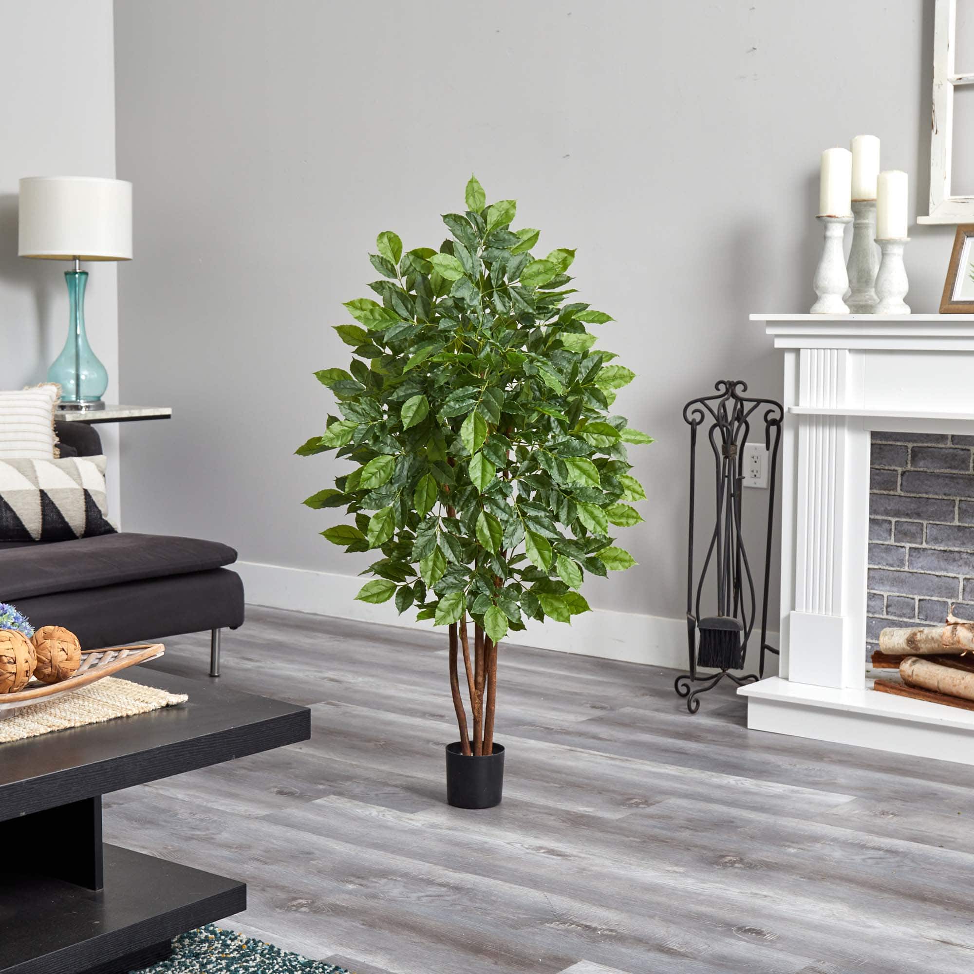 4ft. Potted River Birch Tree