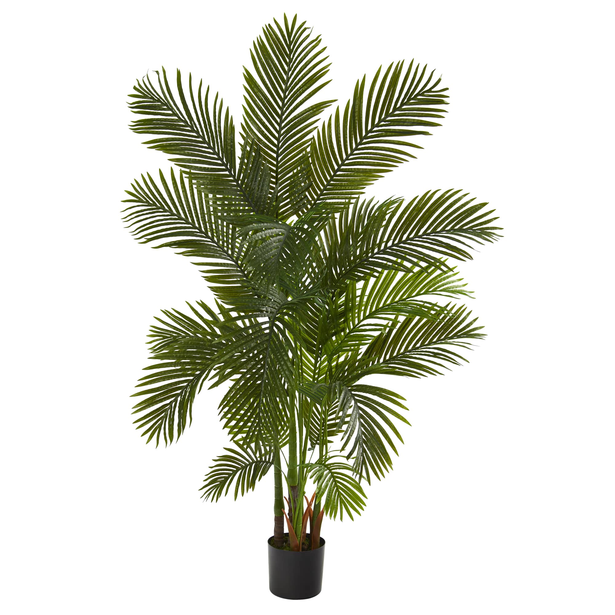6ft. Potted Areca Palm Tree