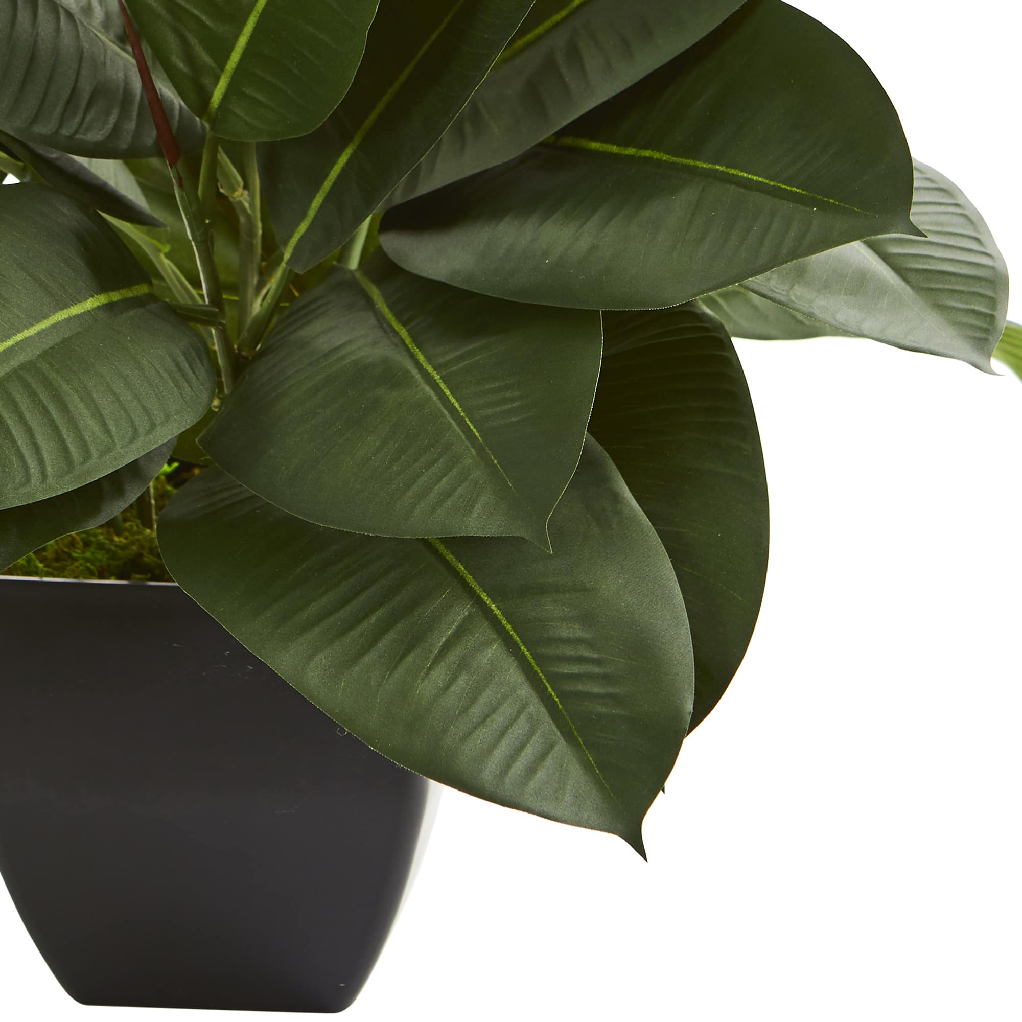 23" Potted Oak Ficus