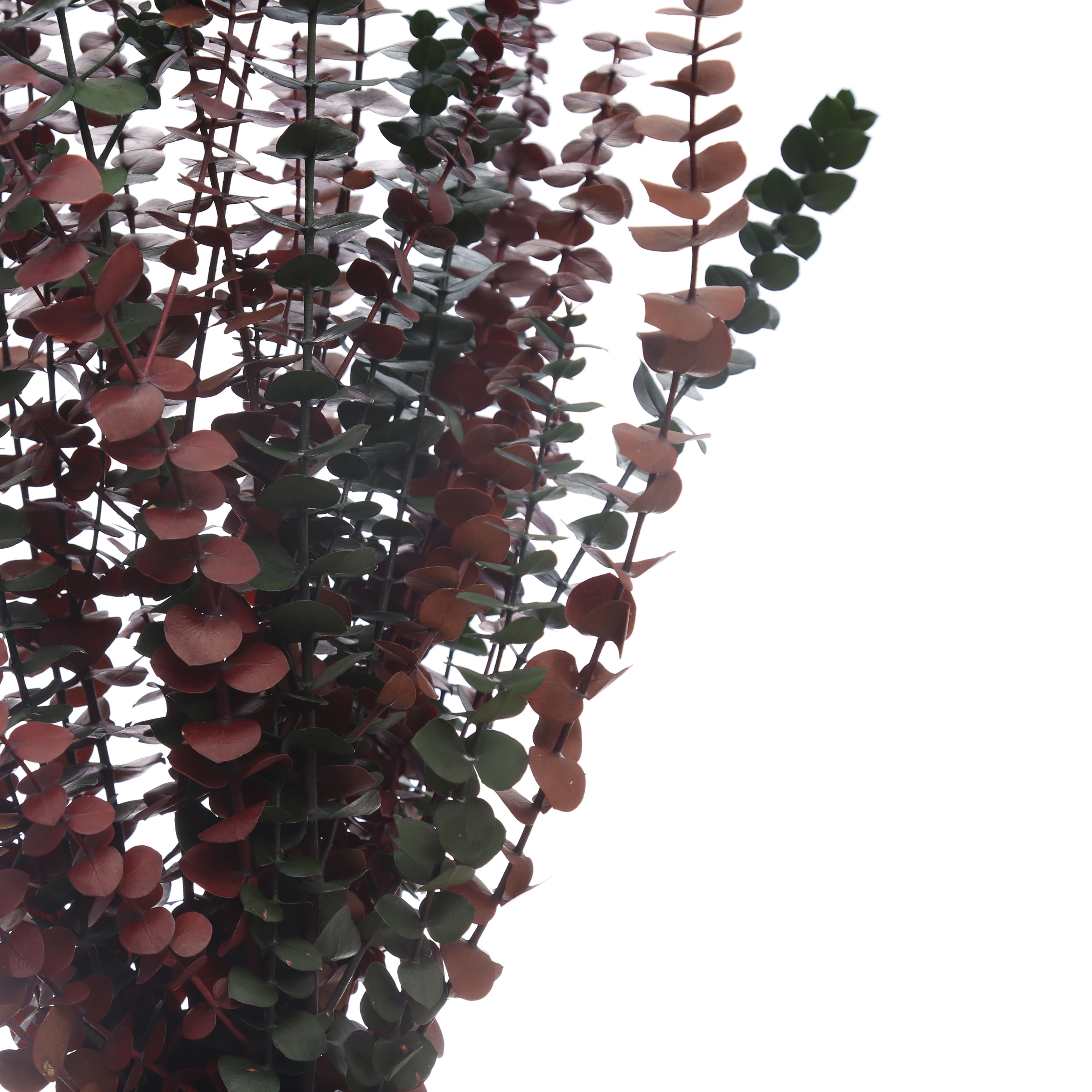 Dried Eucalyptus Bundle by Ashland®