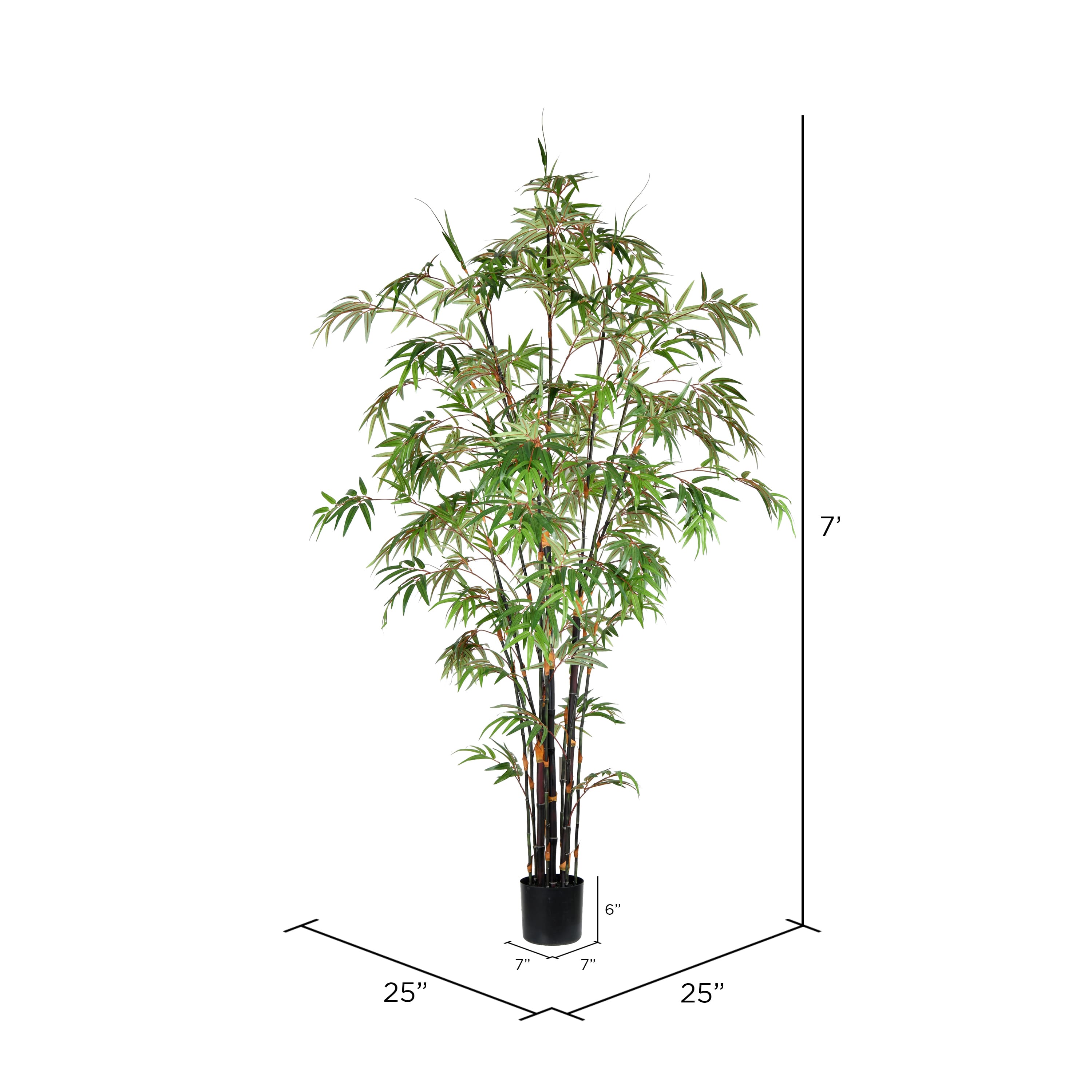 7ft. Potted Black Japanese Bamboo Tree