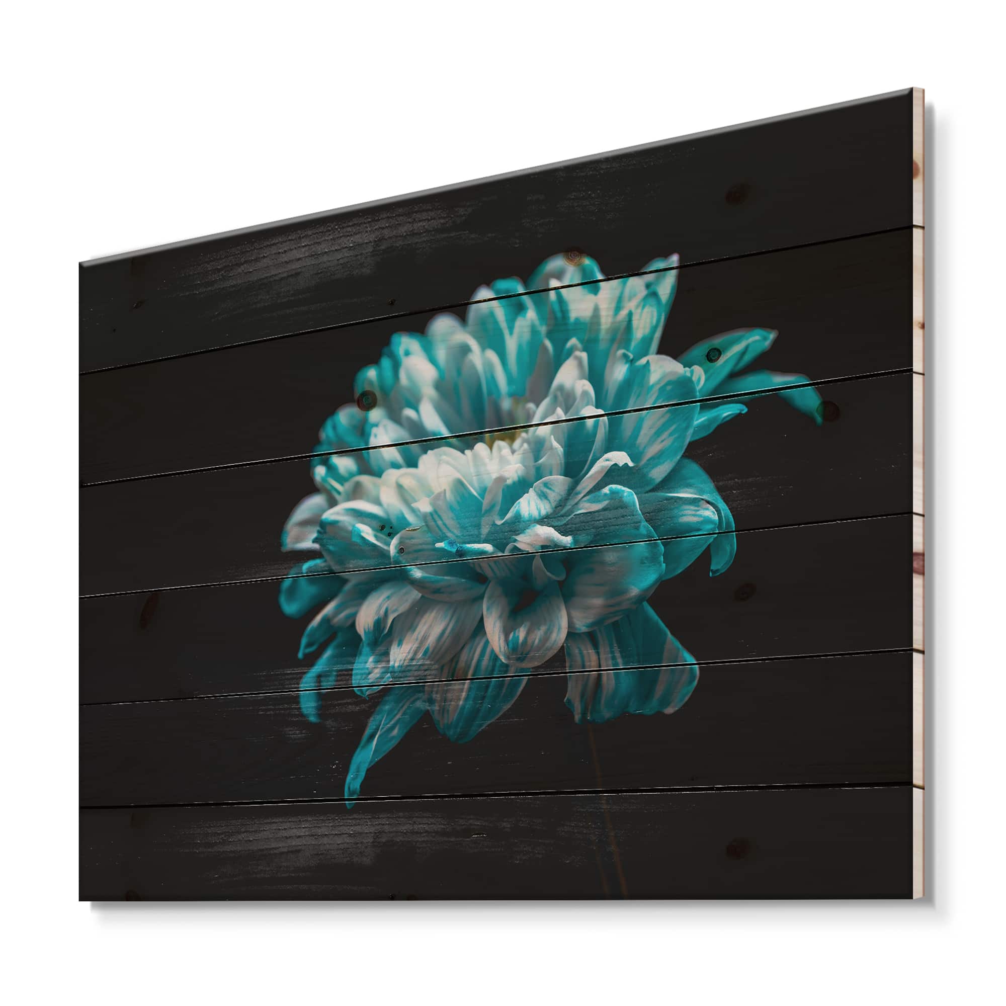 Designart - Close Up of Pure Blue and White Daisy Flower II