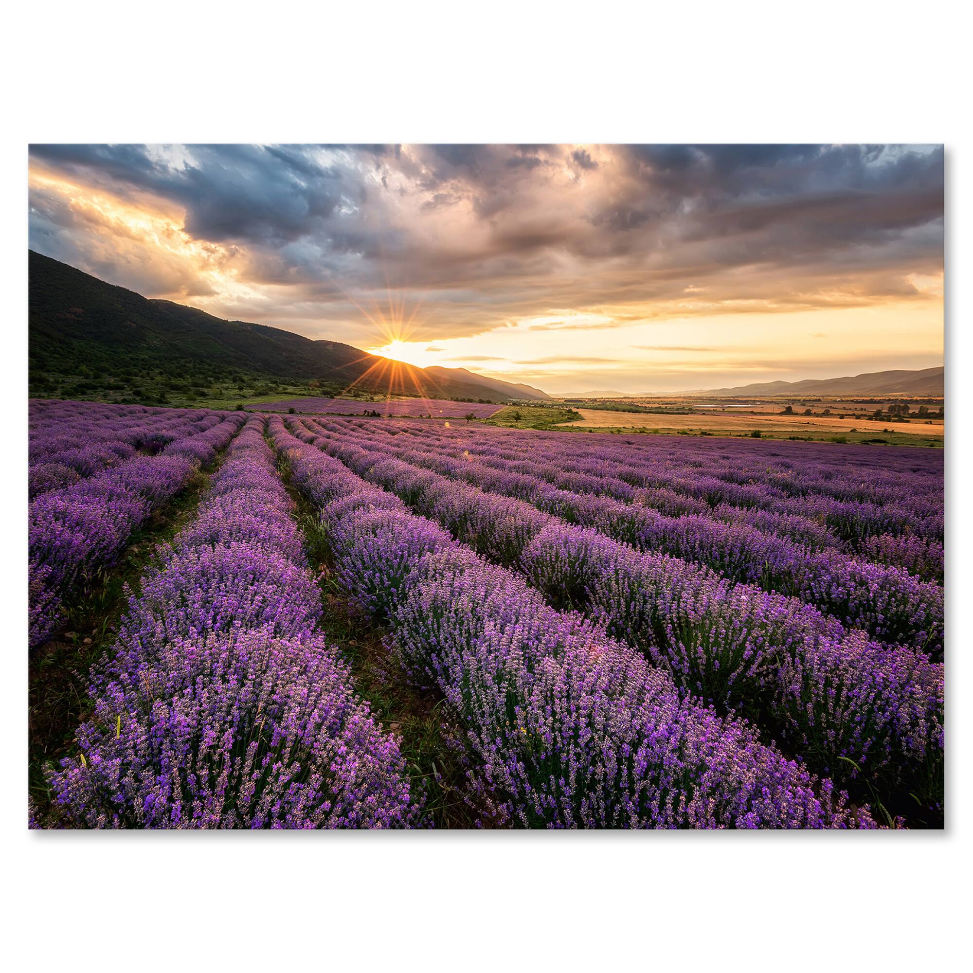 Designart - Sunrise & Dramatic Clouds Over Lavender Field VI - Farmhouse Canvas Wall Art Print