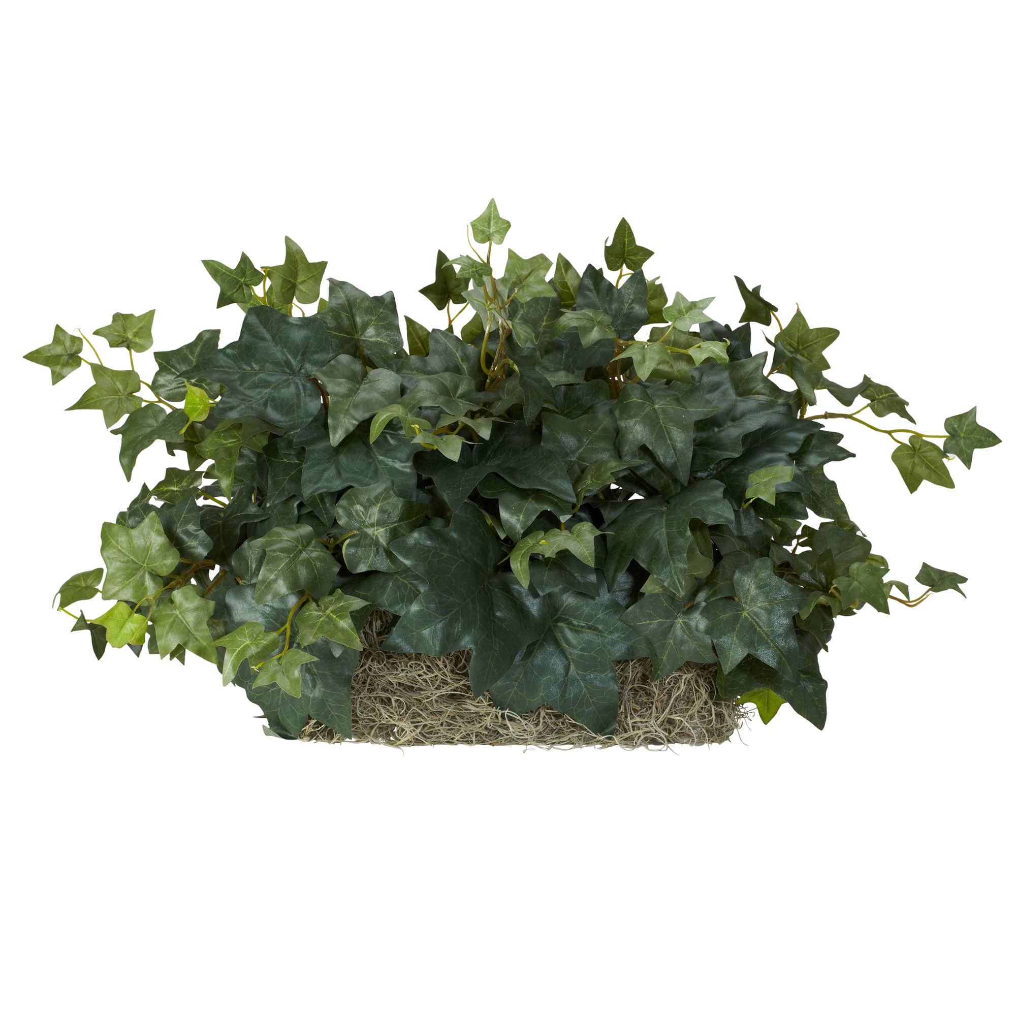 14" Ivy Ledge Plant with Moss