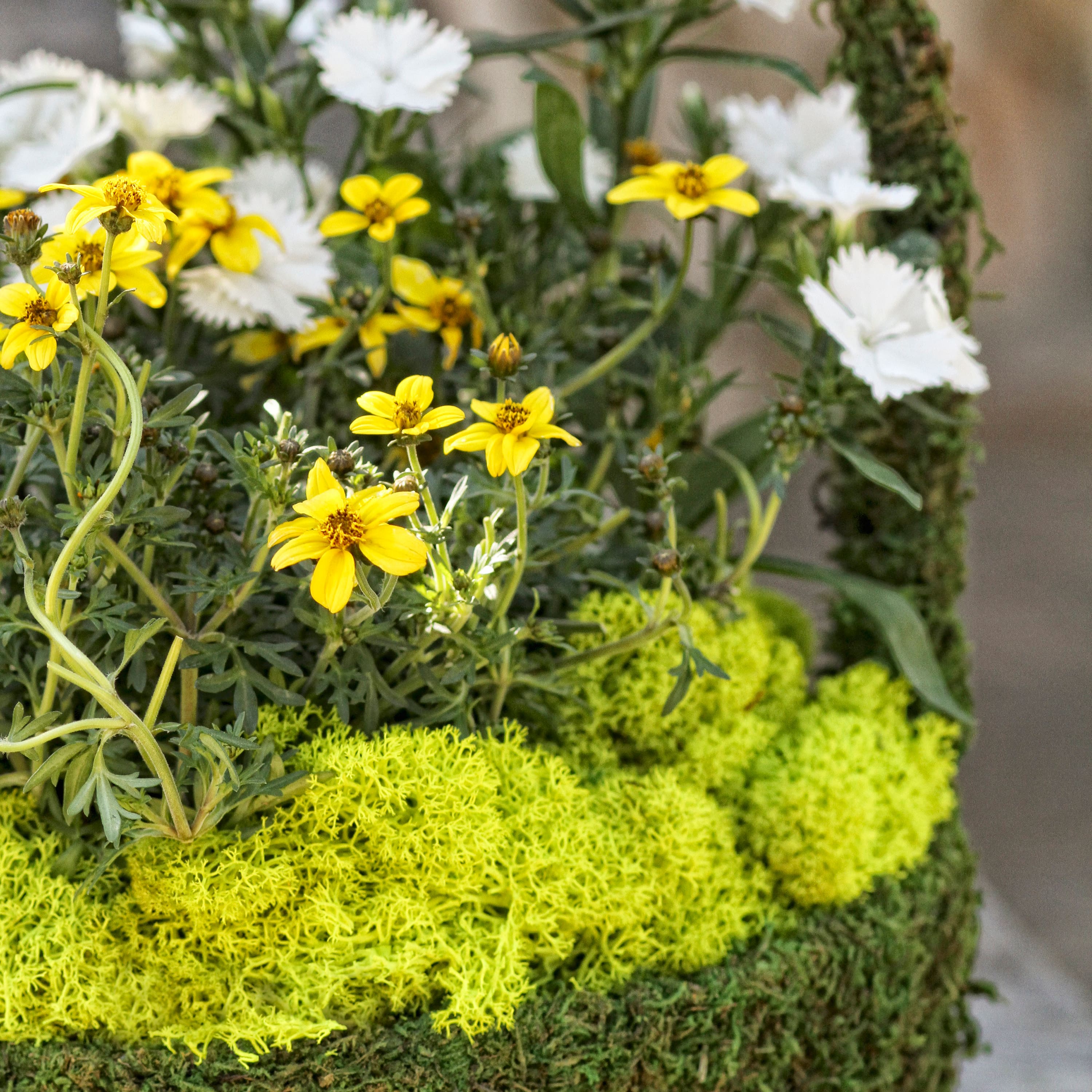 SuperMoss® Preserved Reindeer Moss, 8oz.