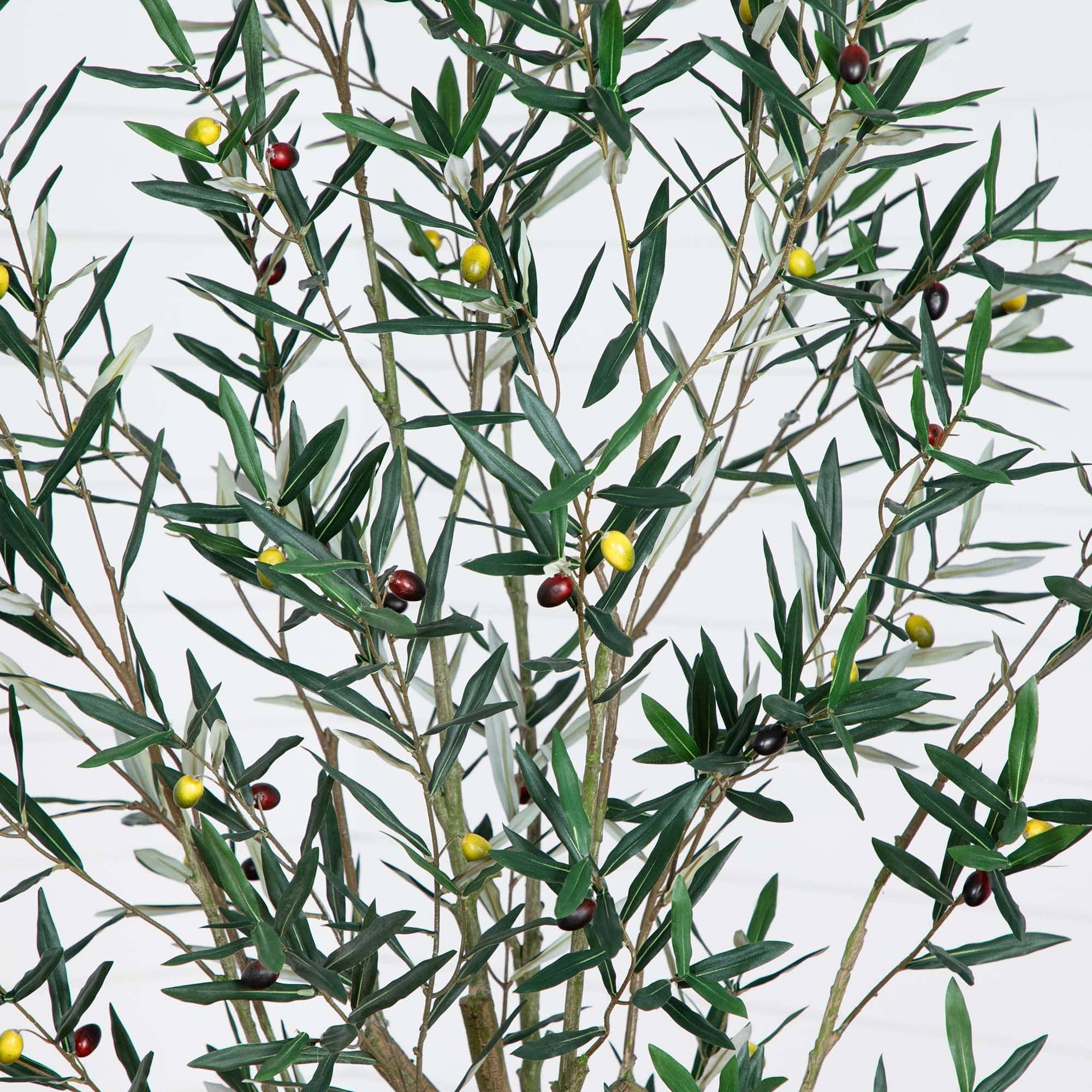 7ft. Potted Greco Olive Tree