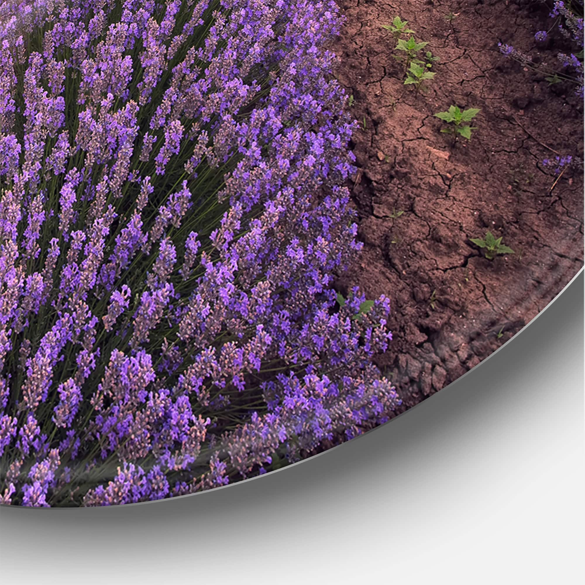 Designart - Sunrise & Dramatic Clouds Over Lavender Field IX - Farmhouse Metal Circle Wall Art