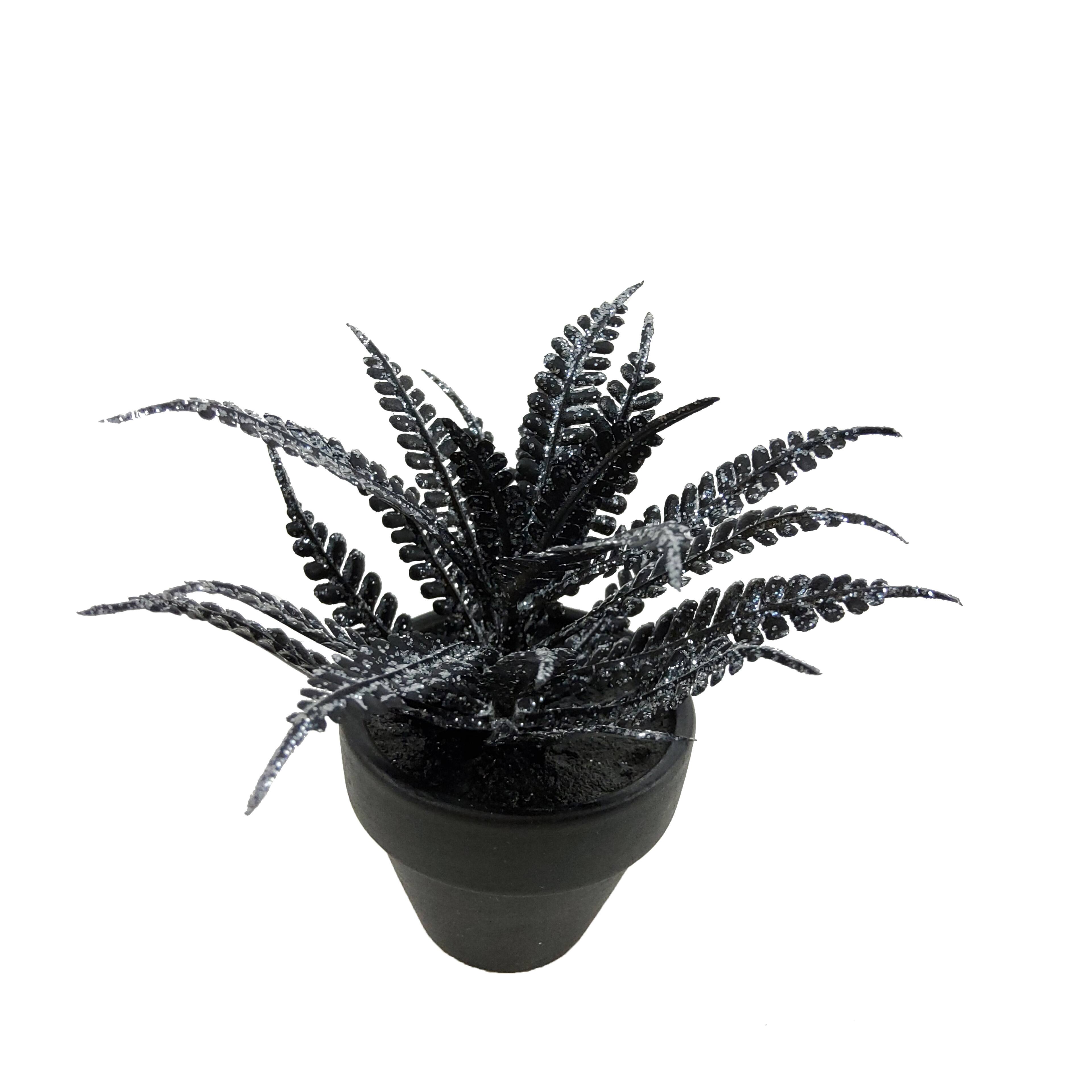 Assorted Mini Black Potted Succulent, 1pc. by Ashland®