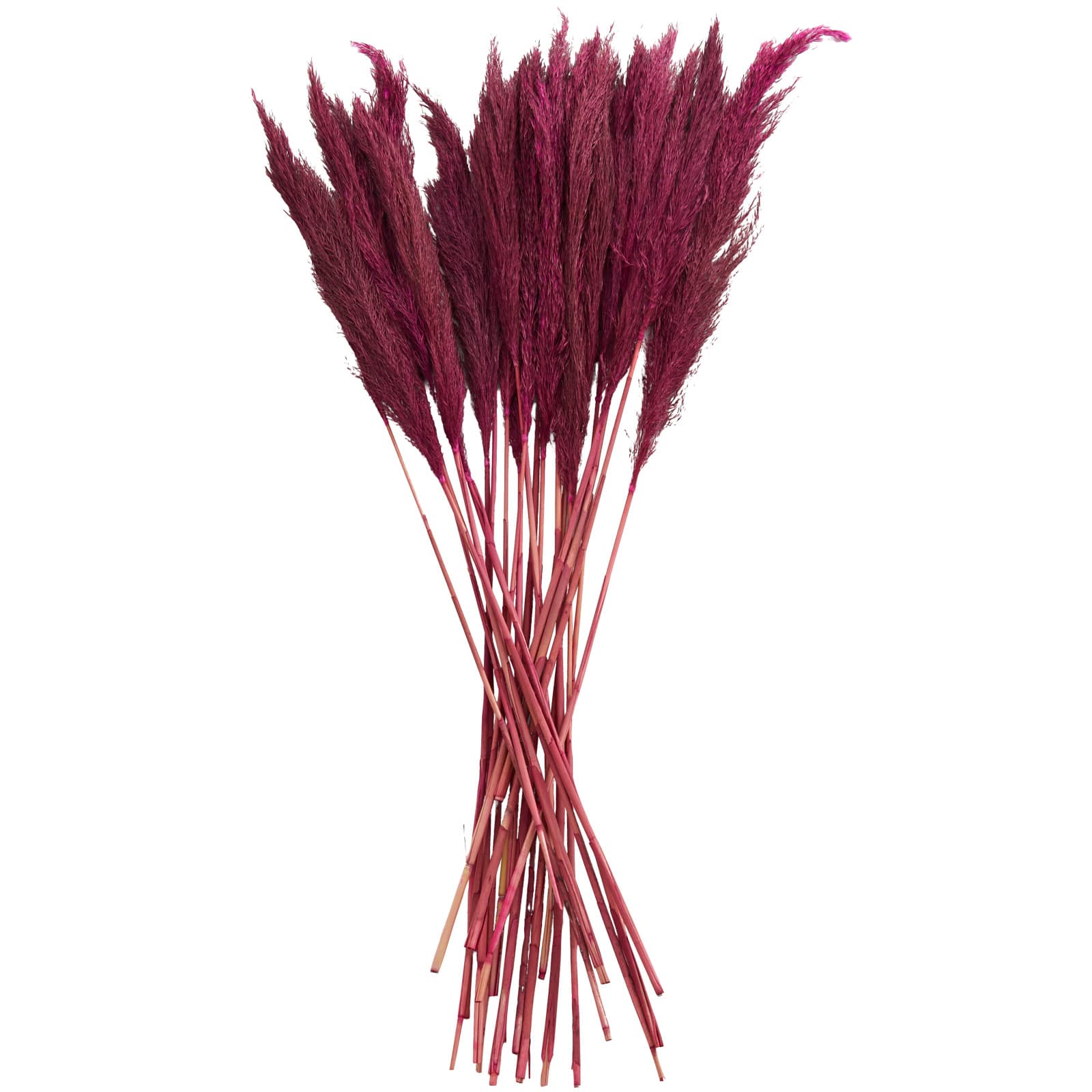 Dried Plant Bamboo Natural Foliage with Long Stems