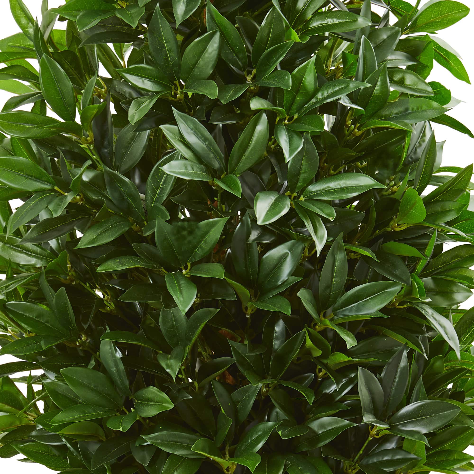 5ft. Bay Leaf Topiary Tree in Orange Planter