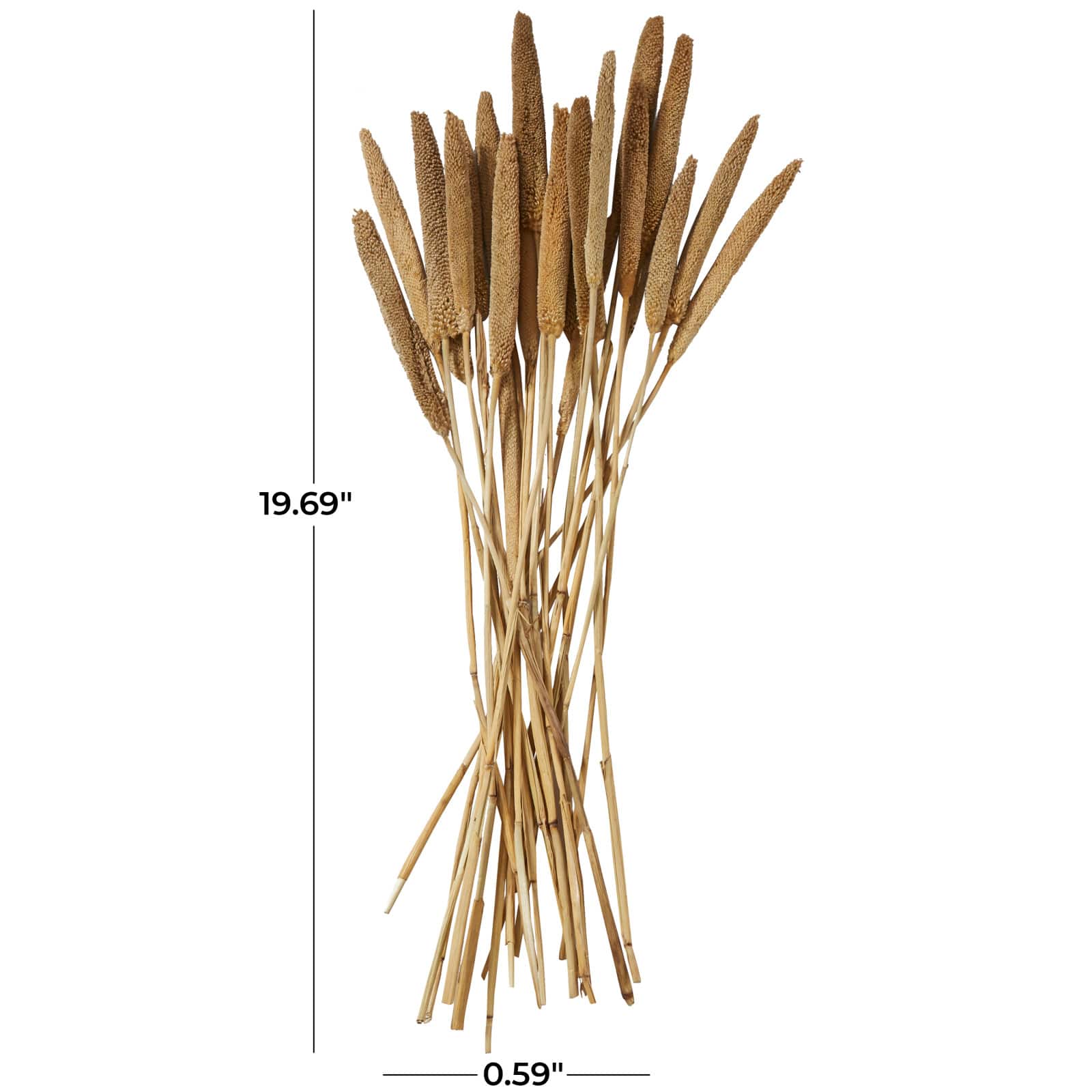 Dried Plant Bunny Tail Natural Foliage with Long Stems