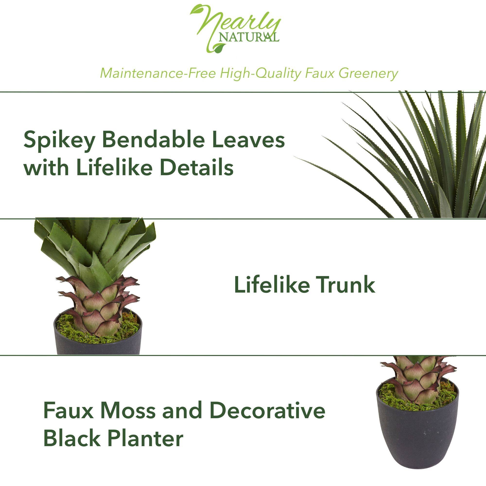 4ft. Potted Spiked Agave Plant