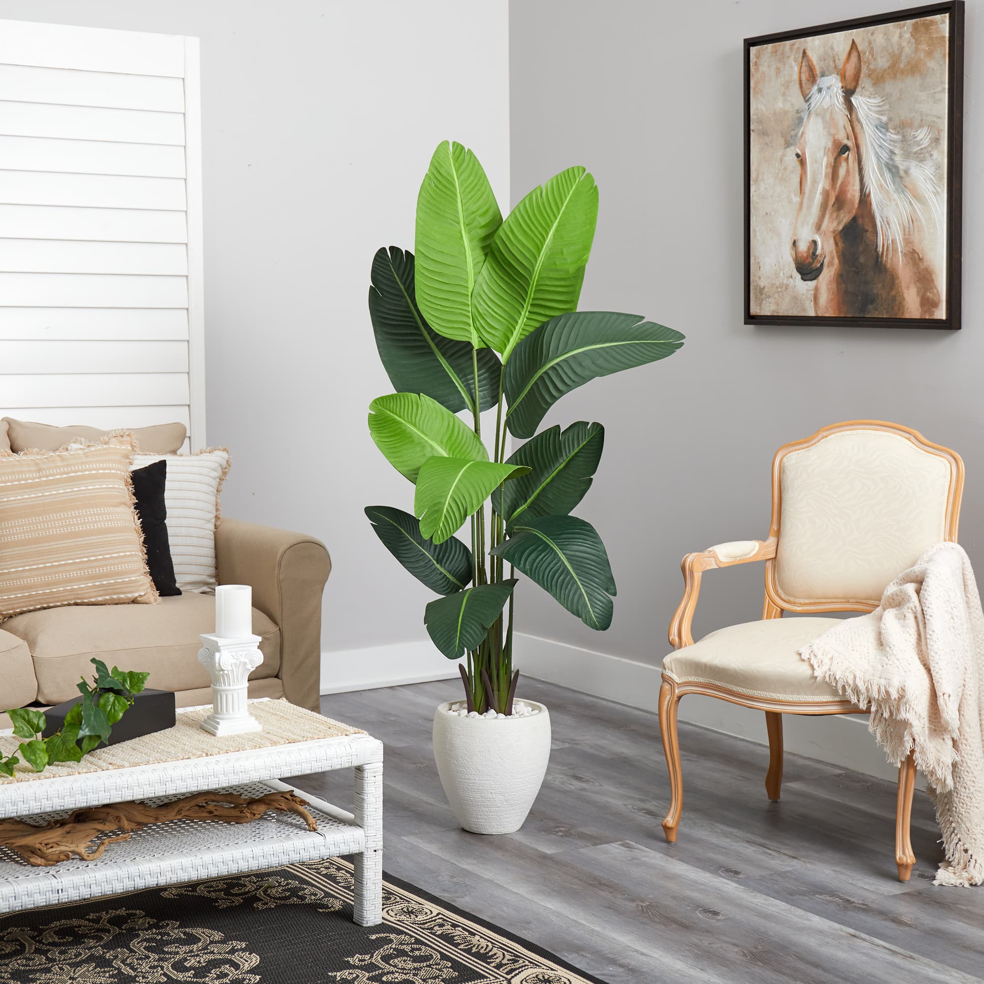 5.5ft. Travelers Palm Tree in White Planter