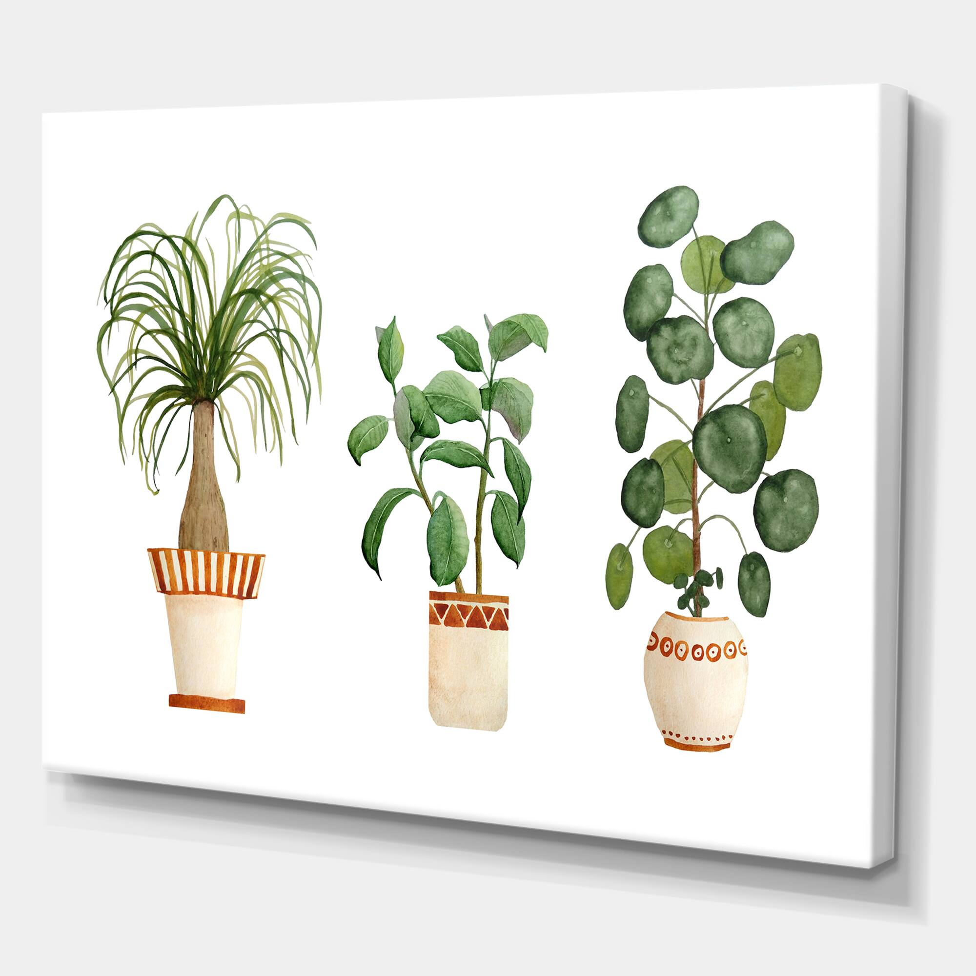 Designart - Trio of House Plants Ponytail Palm and Ficus - Traditional Canvas Wall Art Print