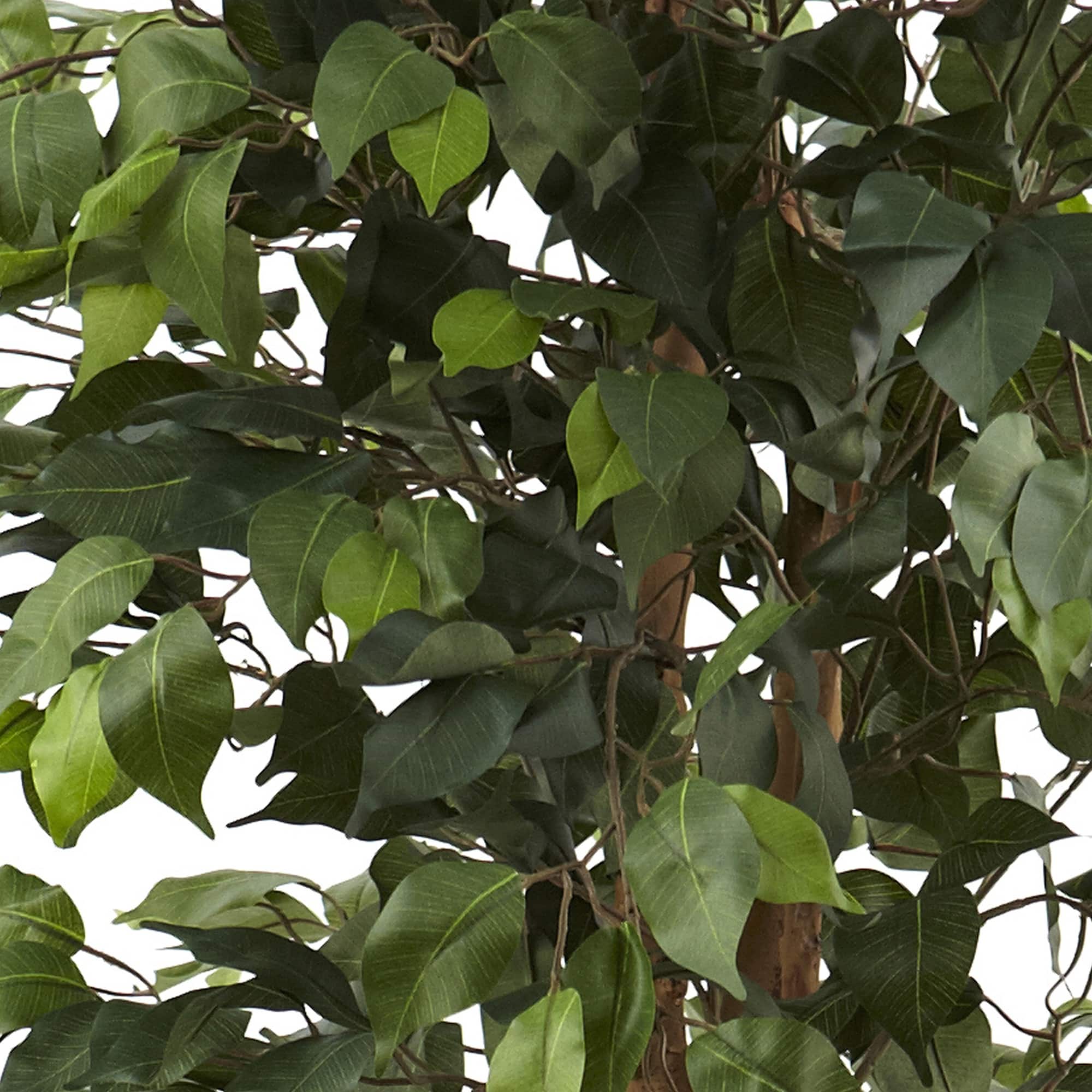 6.5ft. Ficus Tree In Decorative Planter