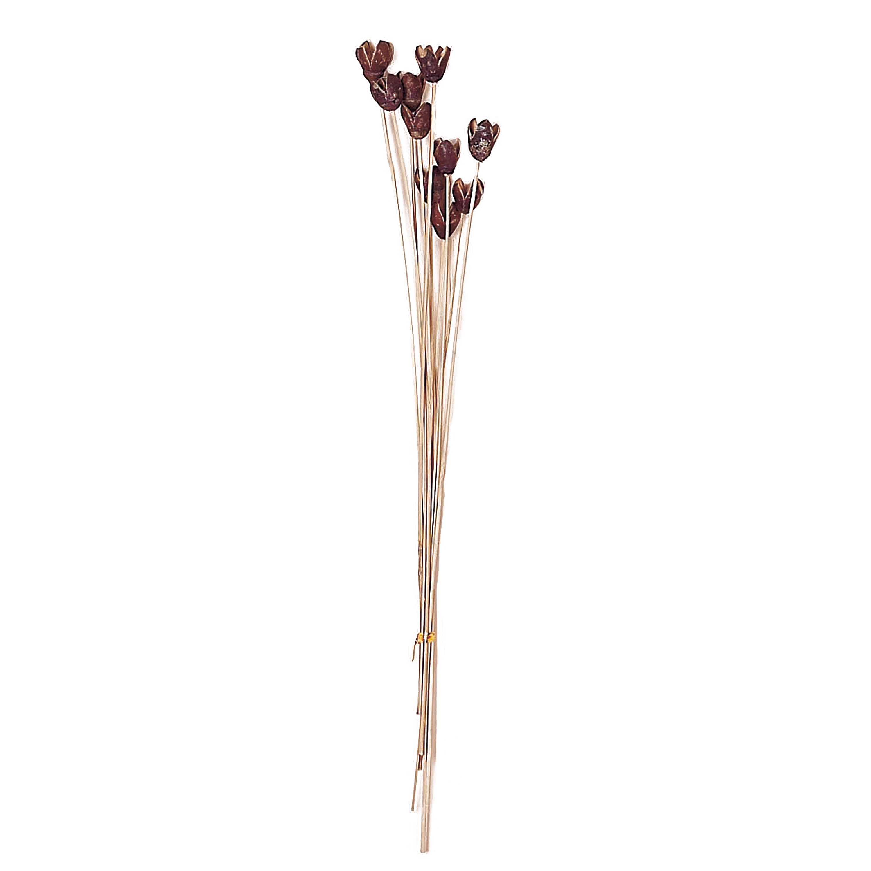 16" Natural Botanical Bakuli Pod Bunch, 4ct.