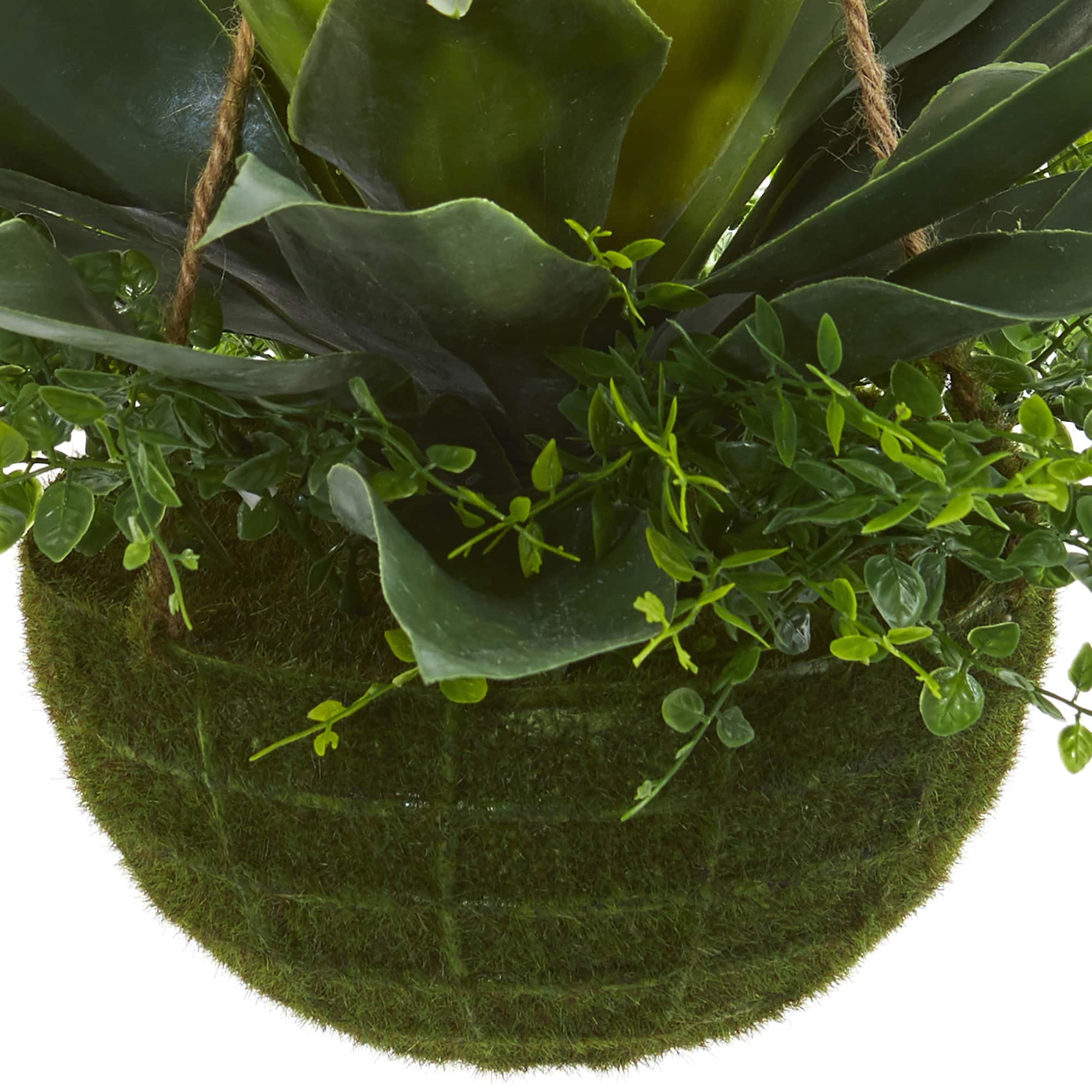 13" Agave & Maidenhair Plant in Hanging Basket