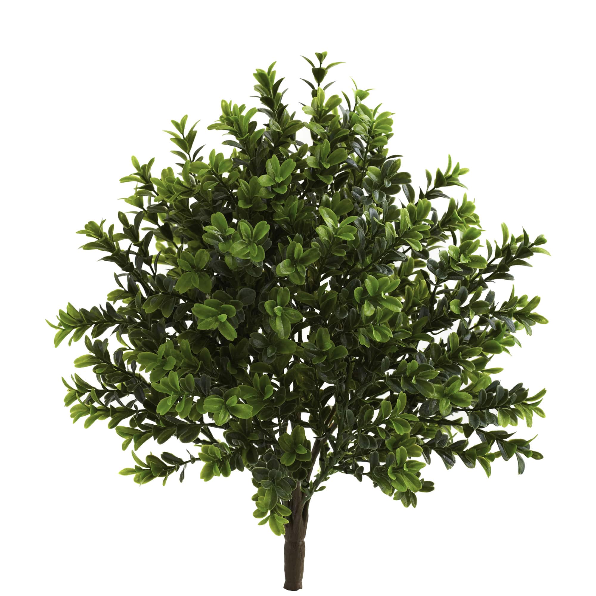 15" Sweet Grass Bush, 6ct.