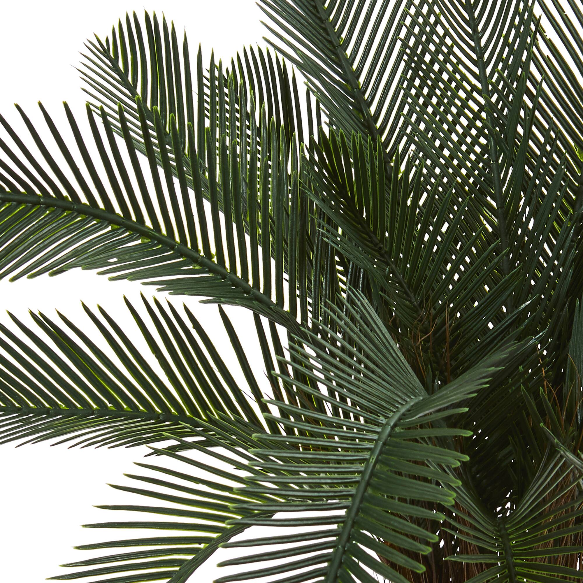 2ft. Potted Cycas Tree